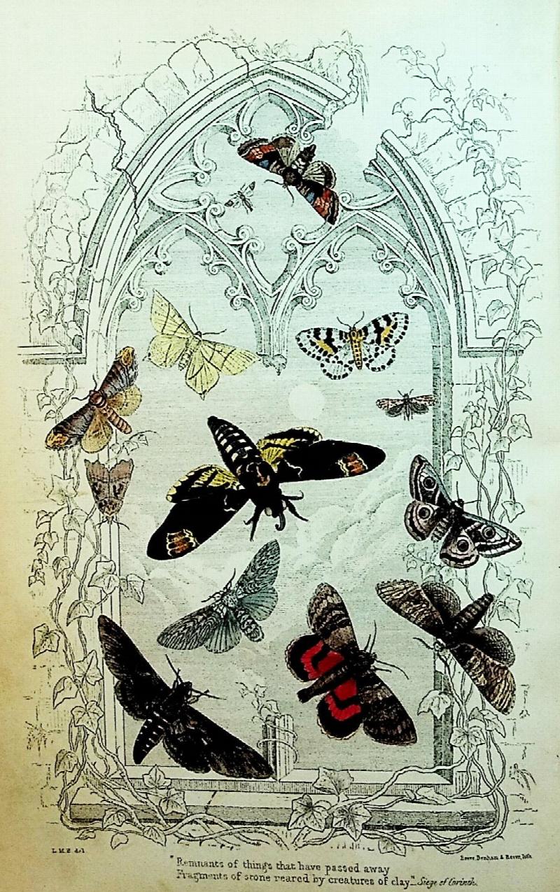 Image for Episodes of Insect Life by Acheta domestica [house cricket]