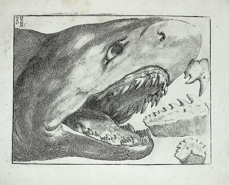 Image for De Corporibus Marinis Lapidescentibus quae Defossa Reperiuntur. Addita Dissertatione Fabii Columnae De Glossopetris, Editio Altera Emendator