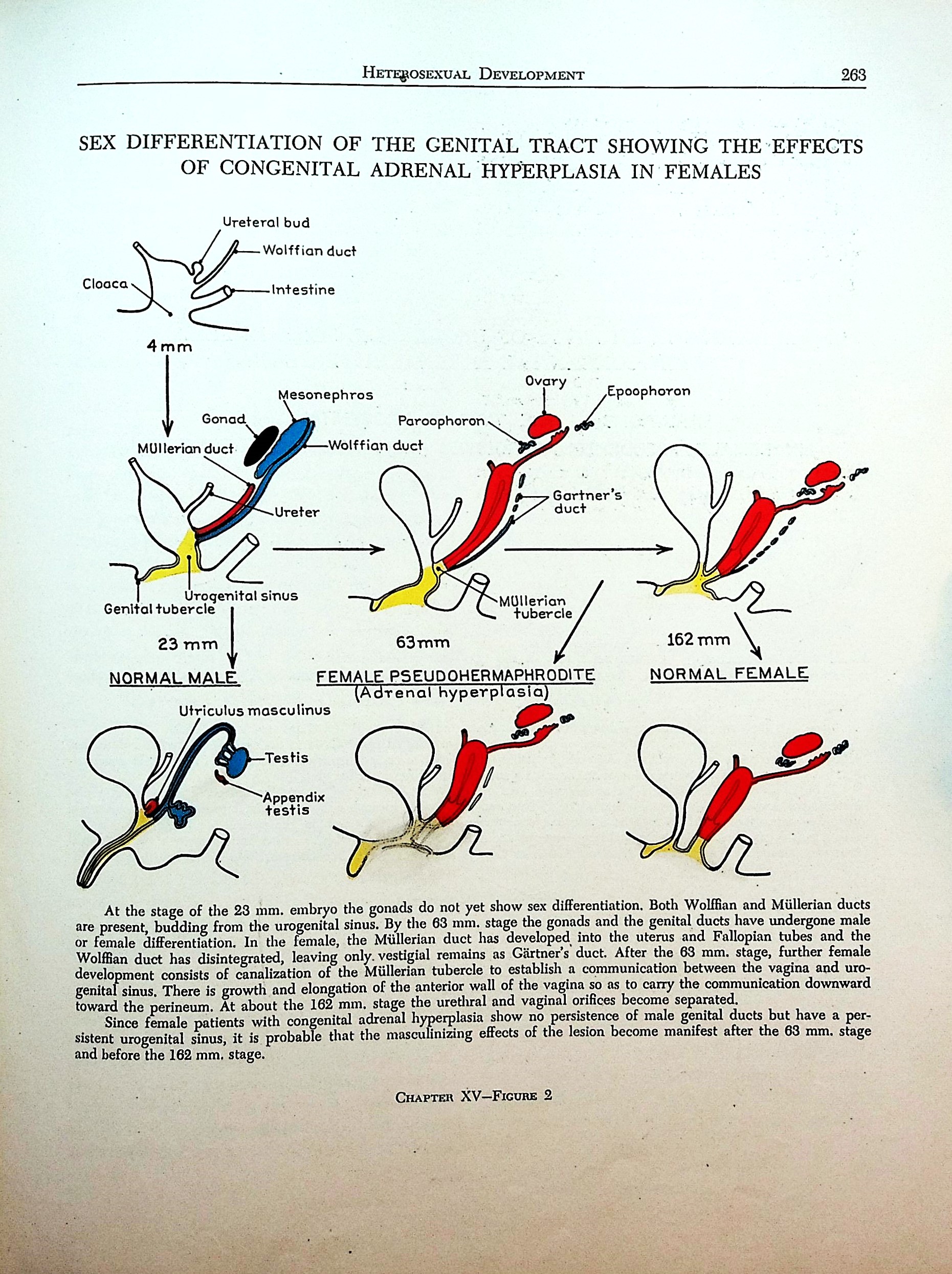 The Diagnosis and Treatment of Endocrine Disorders in Childhood and ...