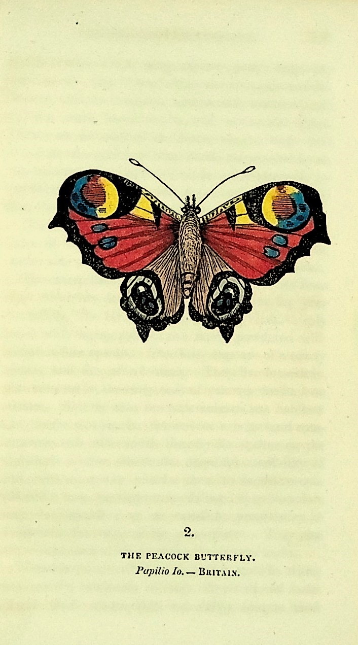 The Book of Butterflies, Sphinges, and Moths