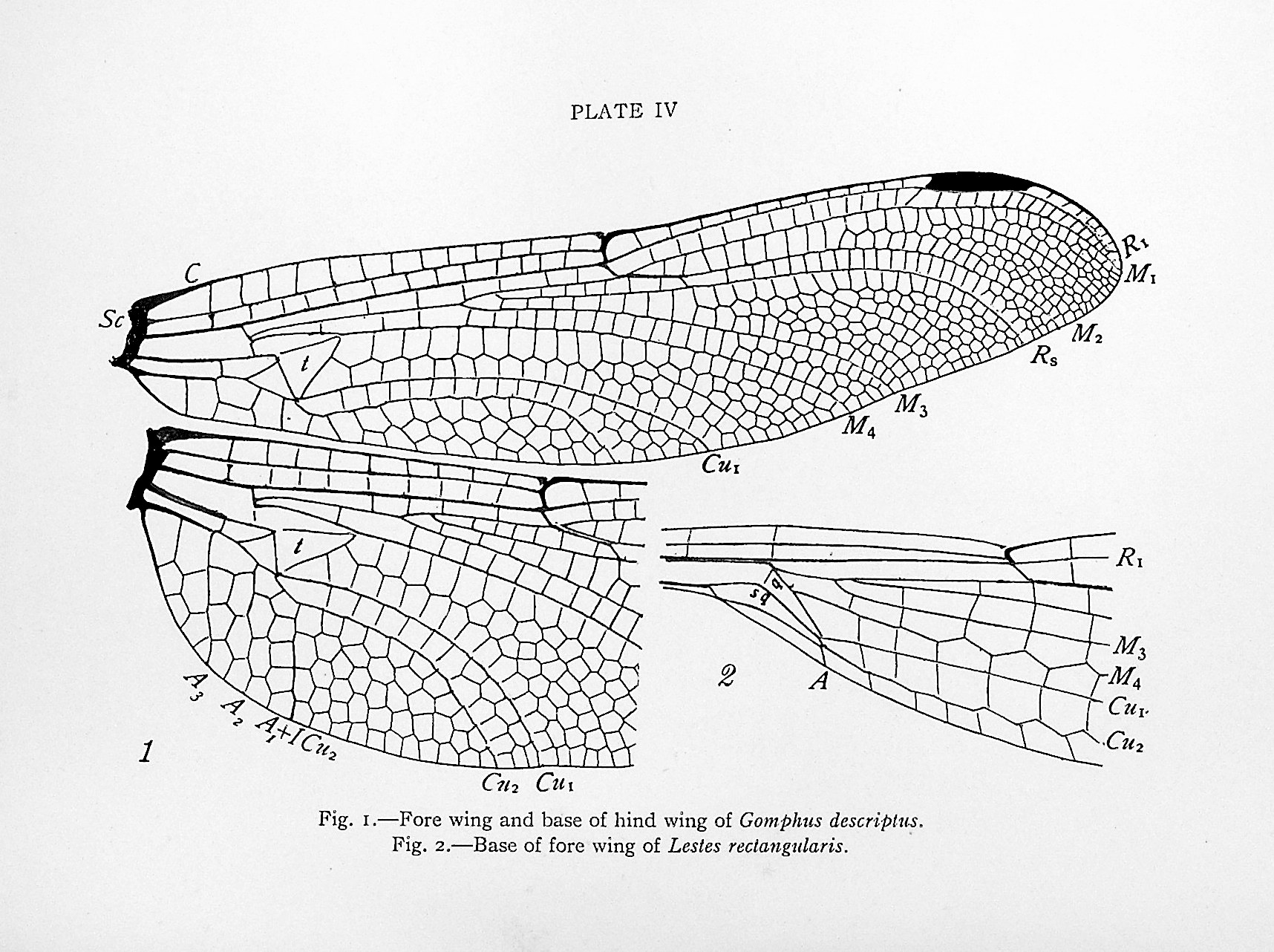 The Wings of Insects. An Exposition of the Uniform Terminology of the Wing-Veins of Insects and a Discussion of the More General Characteristics of the Wings of the Several Orders of Insects