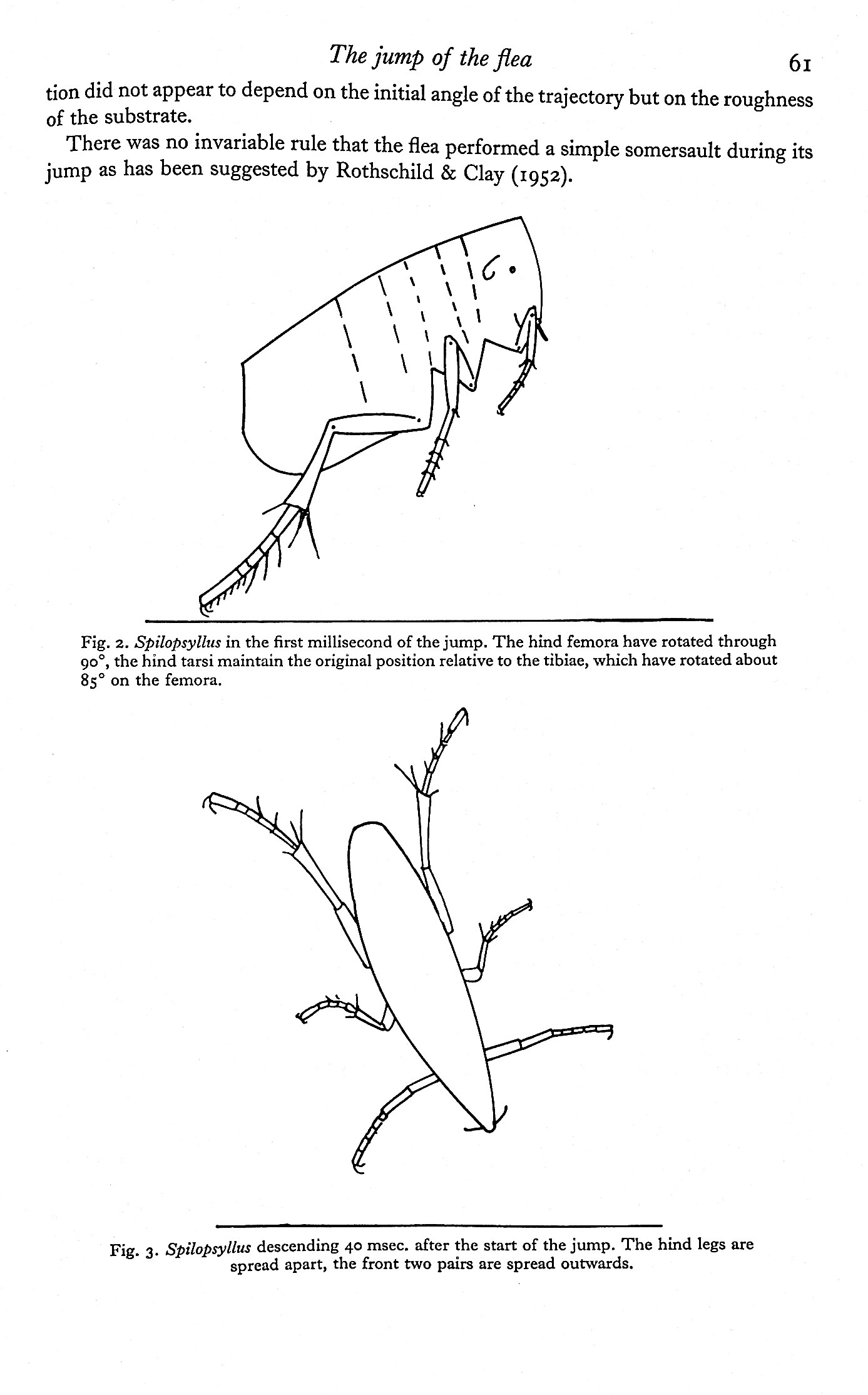 The jump of the flea: A study of the energetics and a model of the mechanism, by HC Bennet-Clark and ECA Lucey, Journal of Experimental Biology, Vol. 47, pp59-76, 1967 (entire journal issue) TOGETHER WITH Biomechanics in jumping of the flea, by Gregory P. Sutton and Malcolm Burrows, Journal of Exper