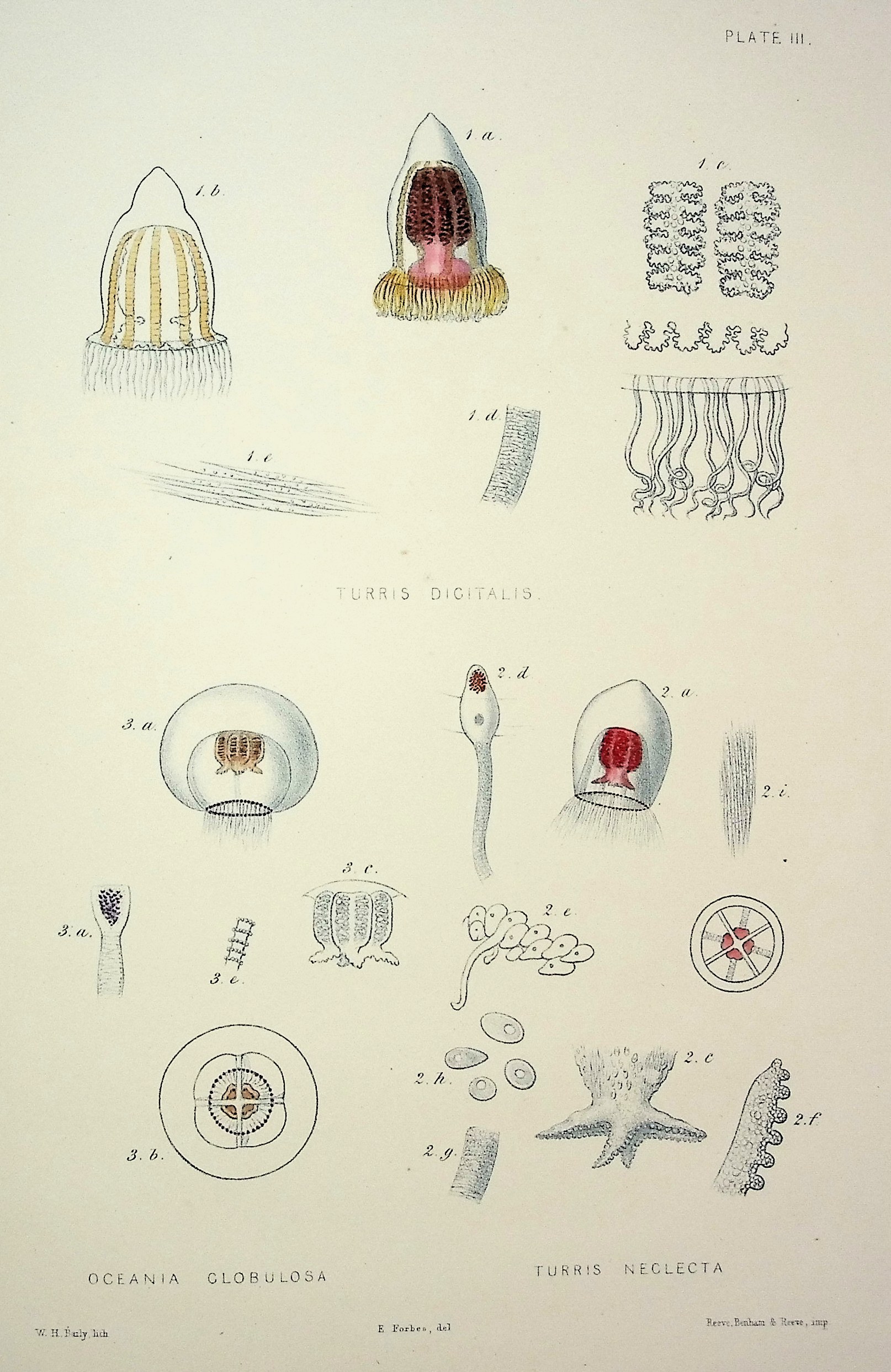 A Monograph of the British Naked-Eyed Medusae with Figures of All the Species