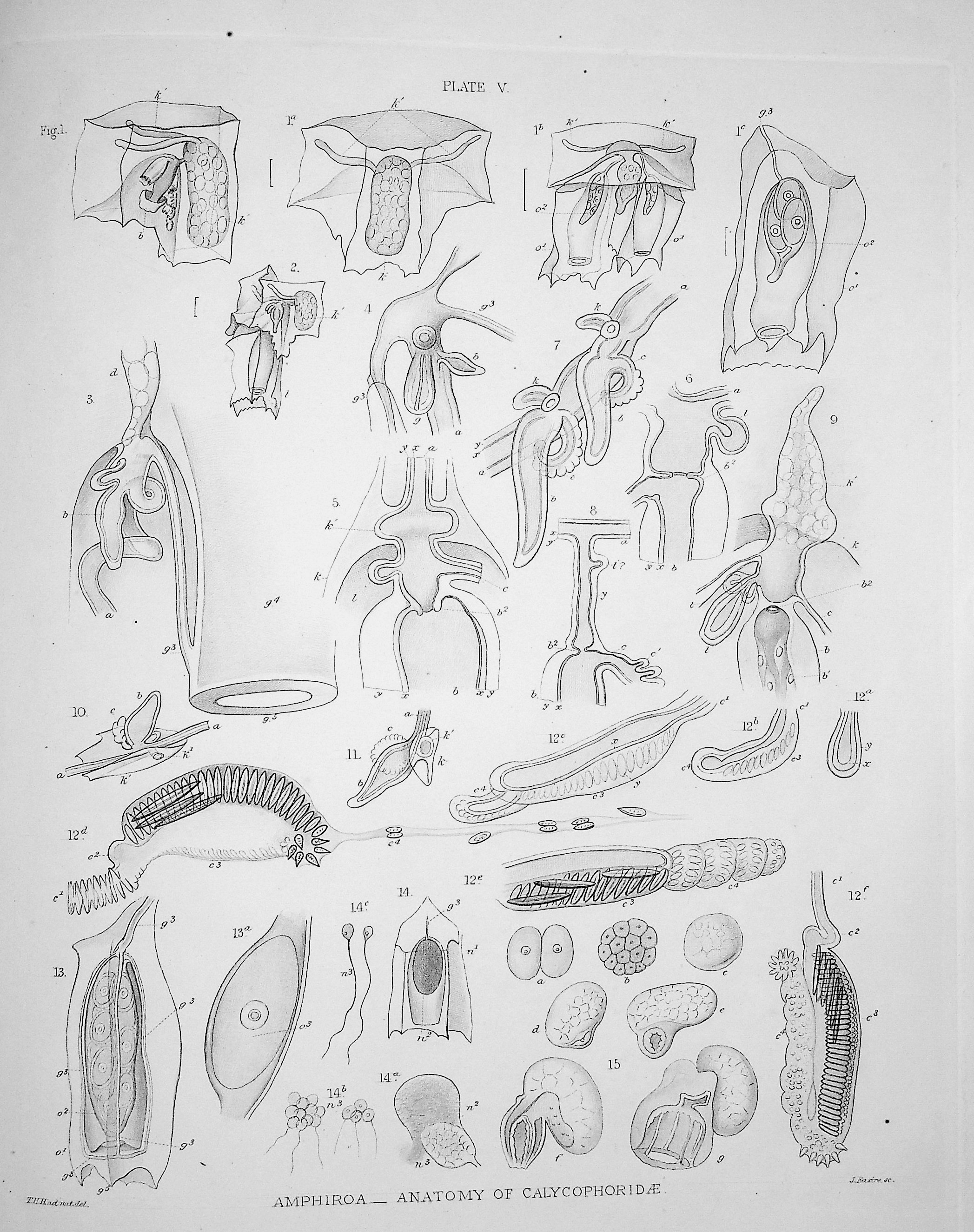 The Oceanic Hydrozoa: A Description of the Calycophoridae and Physophoridae Observed During the Voyage of HMS Rattlesnake in the Years 1846-1850