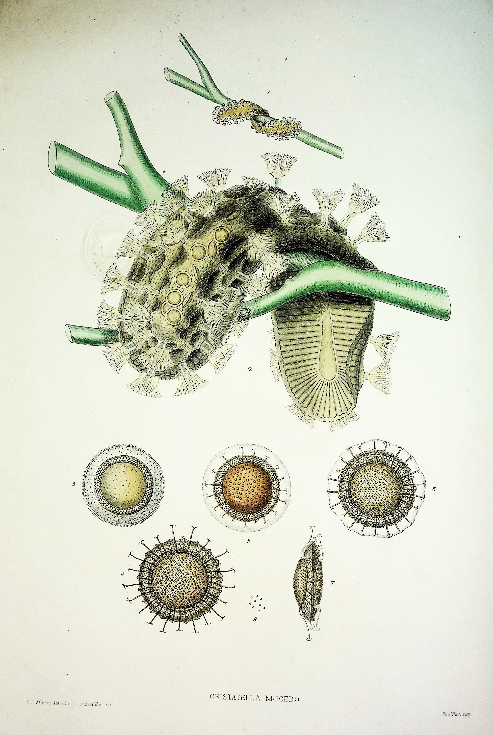 A Monograph of the Fresh-Water Polyzoa including all the Known Species, Both British and Foreign