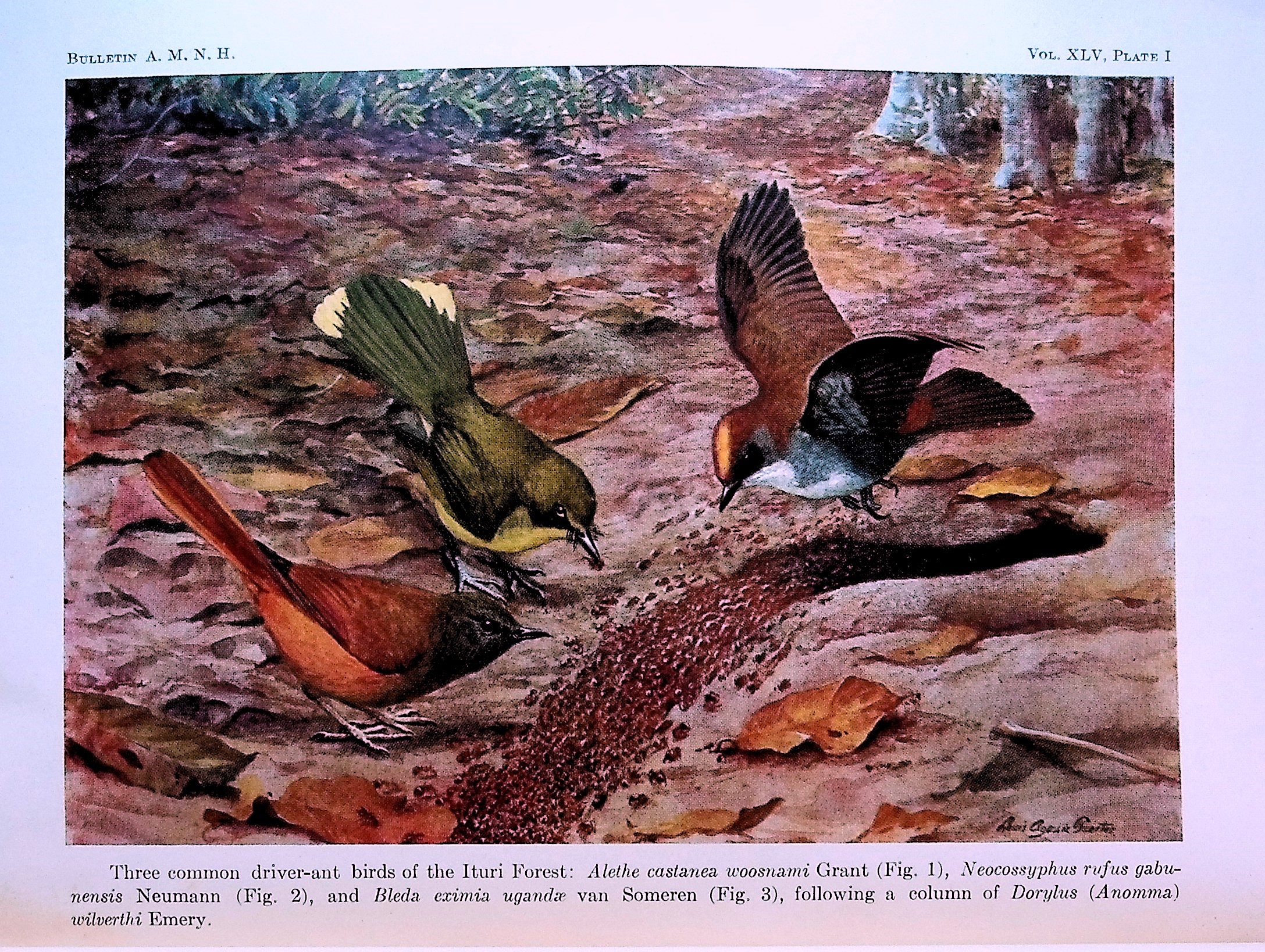 Ants of the American Museum Congo Expedition. A Contribution to the Myrmecology of Africa