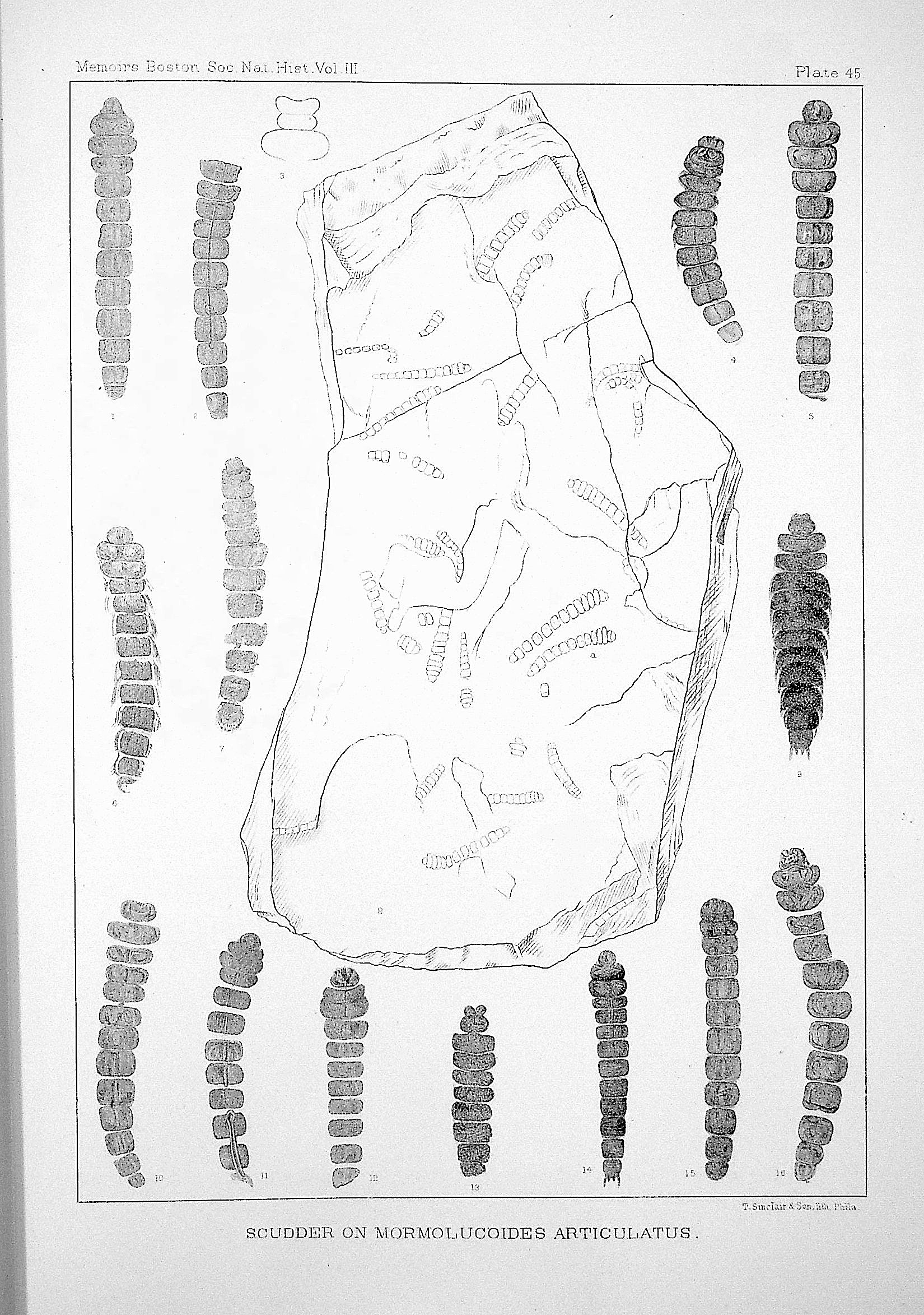 The oldest known insect larva, Mormolucoides articulatus, from the Connecticut River rocks, Note on the supposed myriapodan geuns Trichiulus, A review of Mesozoic cockroaches, with plates SLV-XLVIII