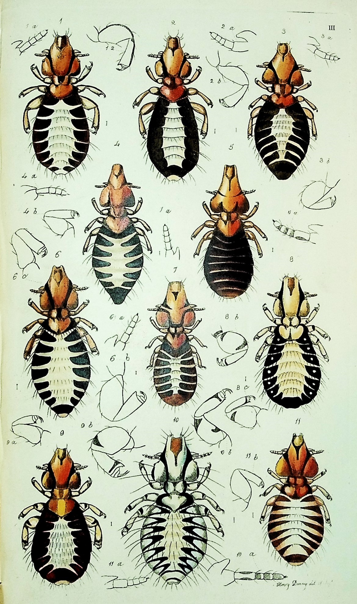 Monographia Anoplurorum Britanniae, or an Essay on the British Species of Parasitic Insects belonging to the Order Anoplura of Leach