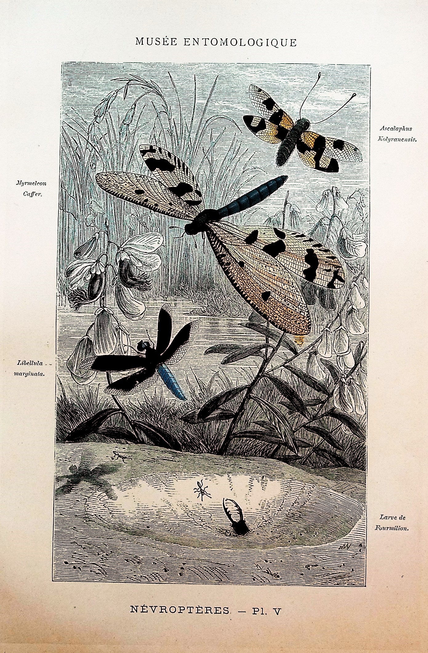 Les Insectes: Organisation, Moeurs, Chasse, Collection, Classification. Histoire Naturelle des Orthopteres, Neuropteres, Hymenopteres, Hemipteres, Dipteres, Apteres, Etc. [The Insects: organization, habits, hunting, collection, classification; natural history of Orthoptera, Neuroptera, Hymenoptera, 