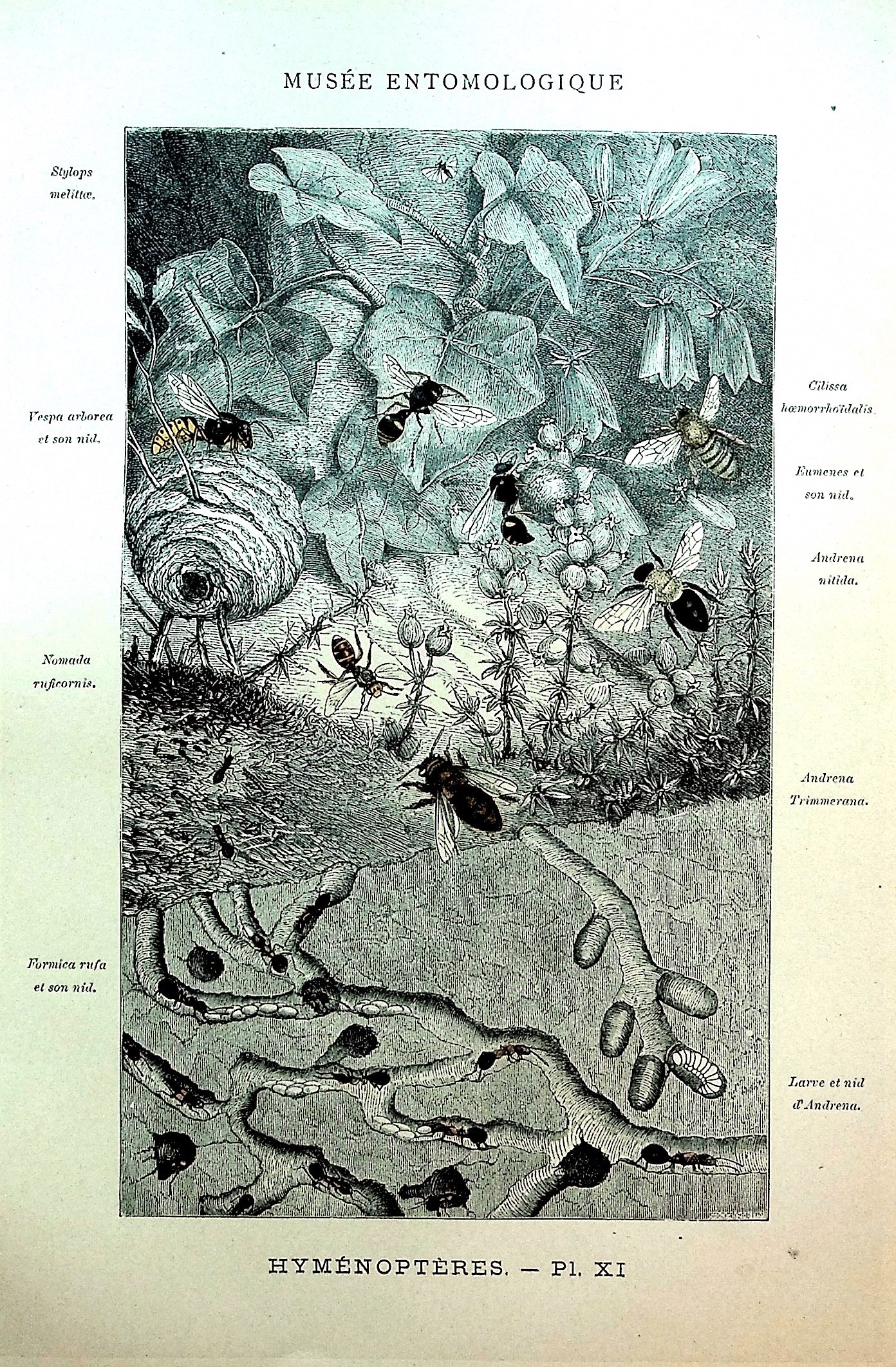 Les Insectes: Organisation, Moeurs, Chasse, Collection, Classification ...