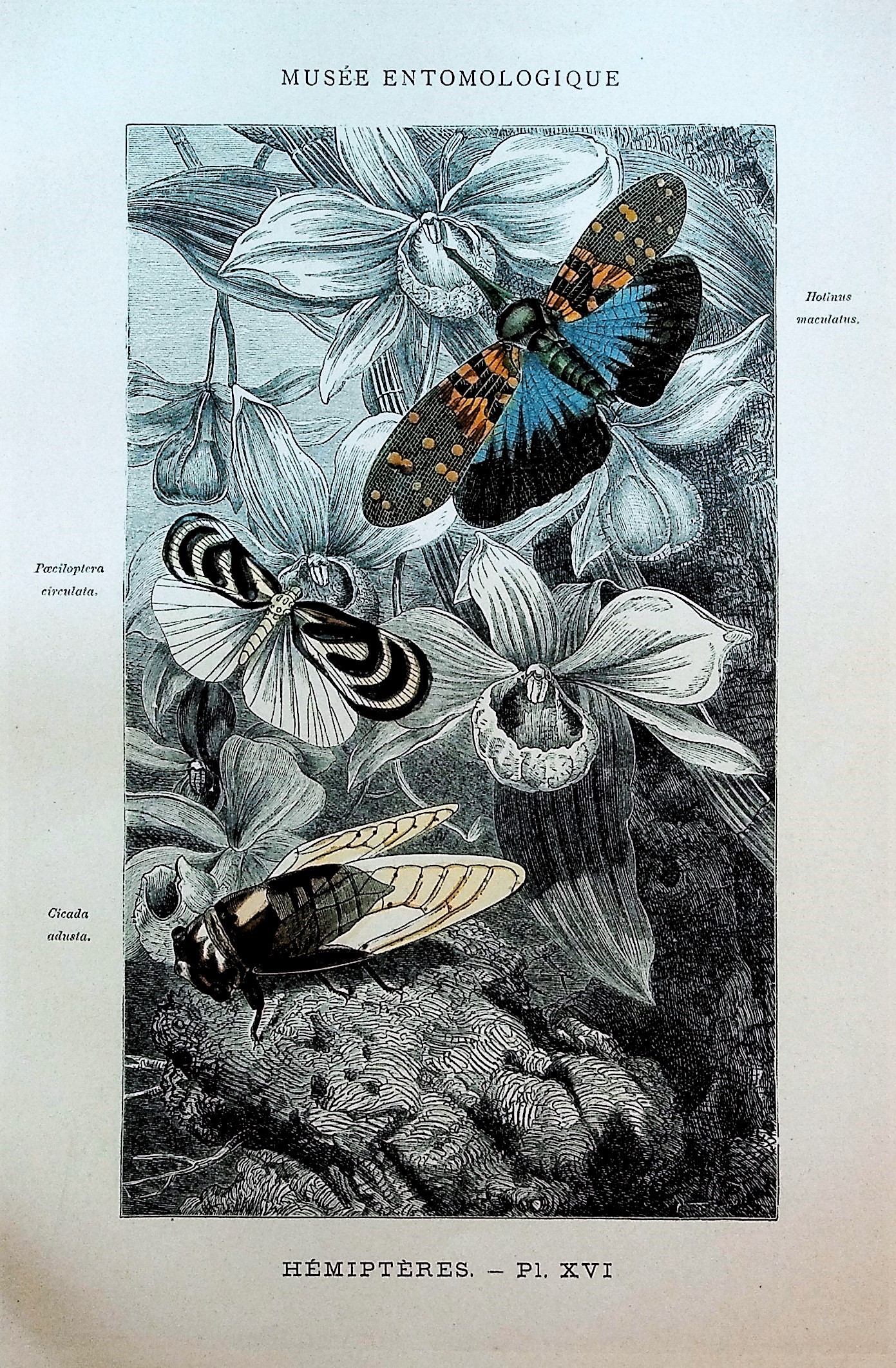 Les Insectes: Organisation, Moeurs, Chasse, Collection, Classification ...