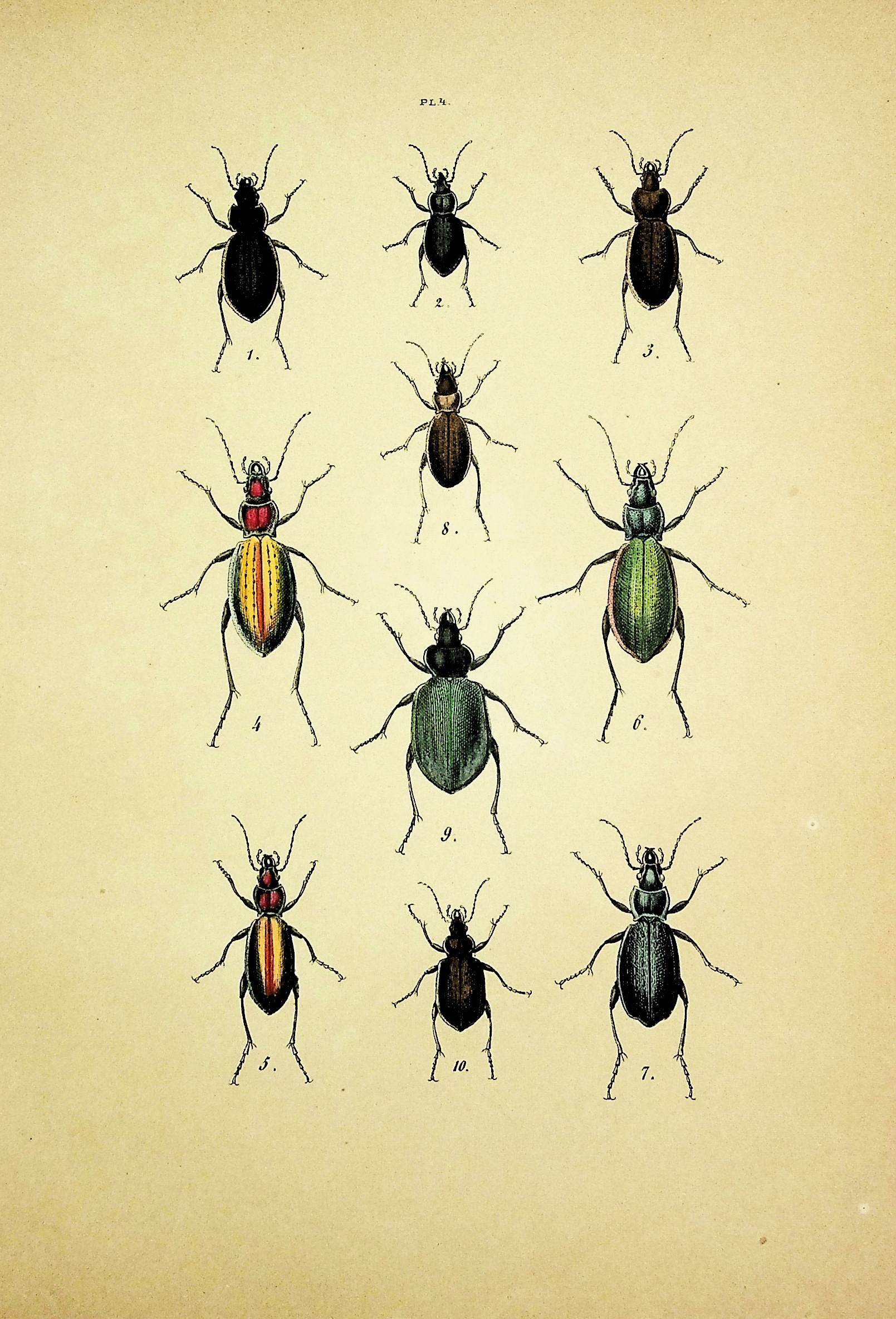 Les Coleopteres: Organisation; Moeurs; Chasse; Collections; Classification; Iconographie et Histoire Naturelle des Coleopteres dEurope