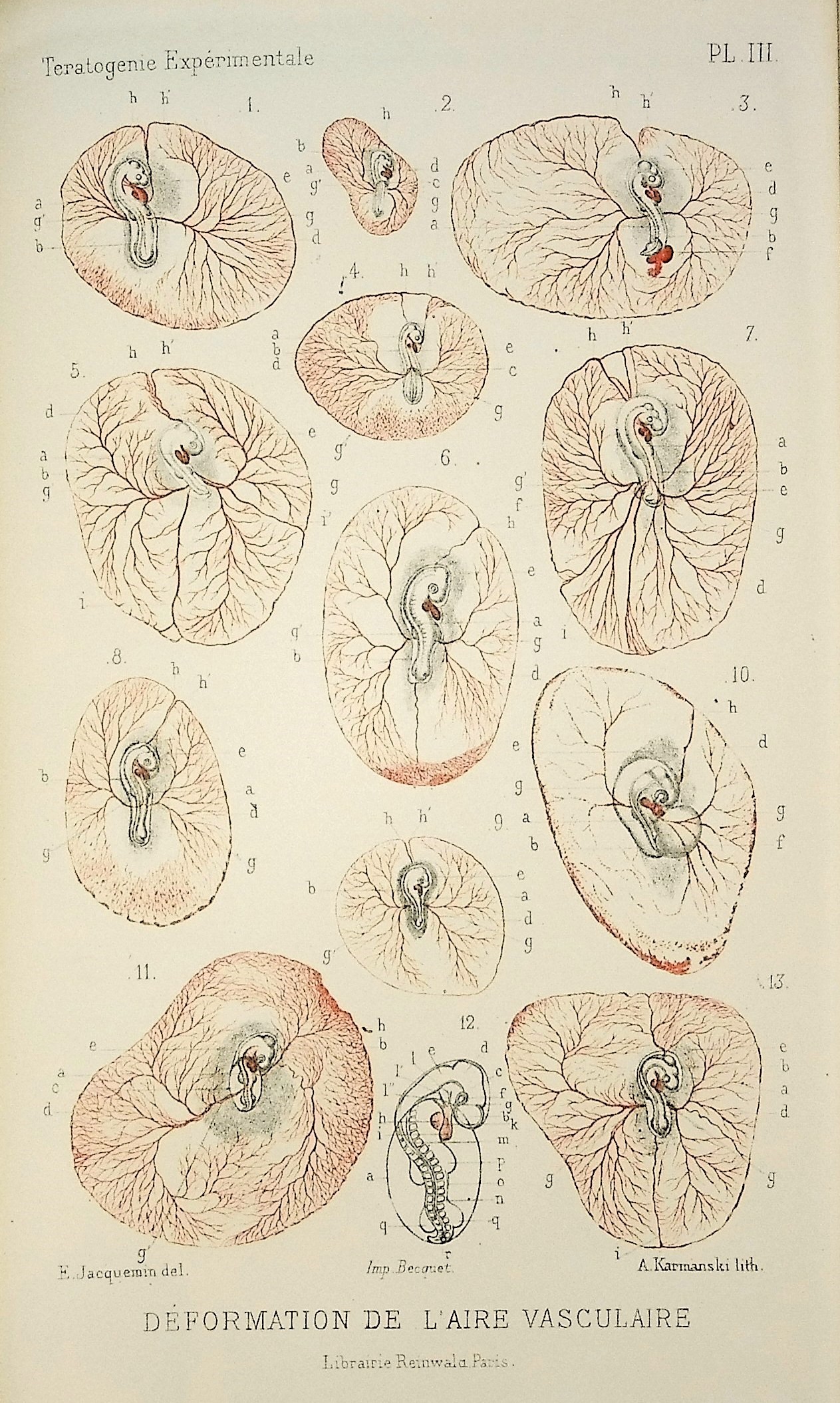 Recherches sur la Production Artificielle des Monstruosites ou Essais de Teratogenie Experimentale [Research on the Artificial Production of Monstrosities or Experimental Teratogenic Trials]