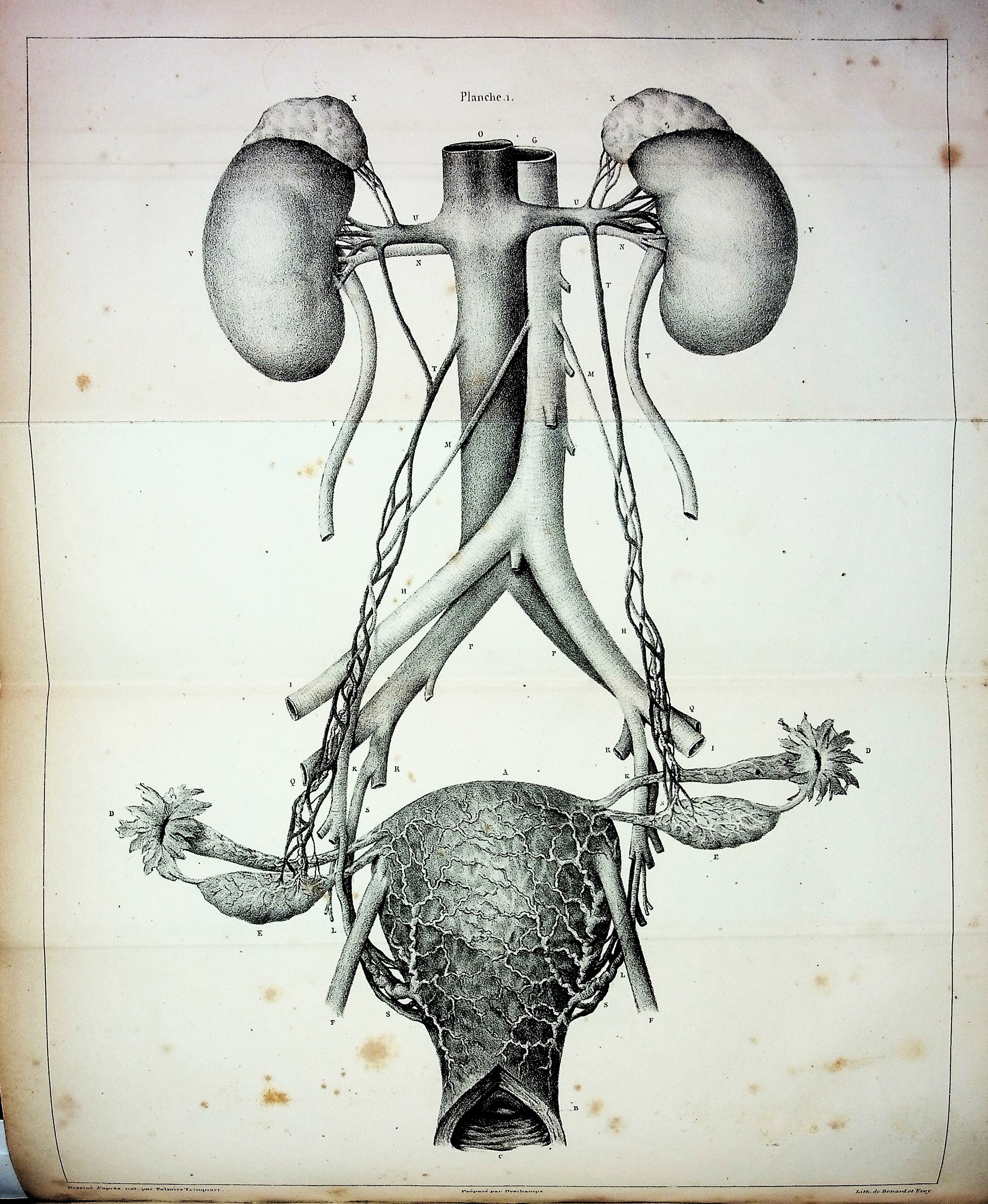 Cours sur la Generation, l'Ovologie et l'Embryologie, fait au Museum d'Histoire Naturelle en 1836, par le M le Professeur Flourens [Course on Generation, Ovology and Embryology, given at the Natural History Museum in 1836, by Professor Flourens]