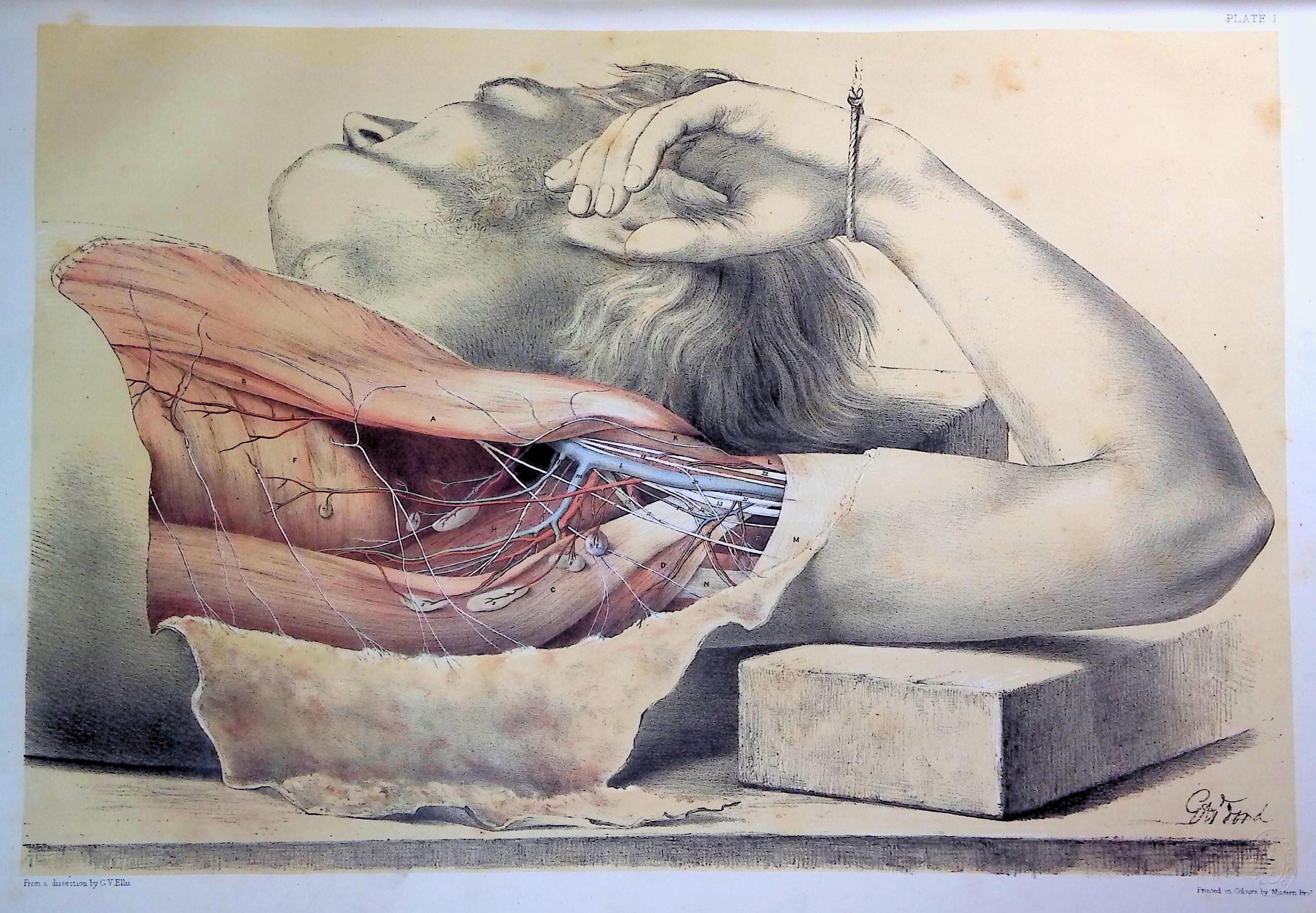Illustrations of Dissections in a Series of Original Coloured Plates the Size of Life Representing the Disection of the Human Body TOGETHER WITH Demonstrations of Anatomy; being a Guide to the Knowledge of the Human Body by Dissection
