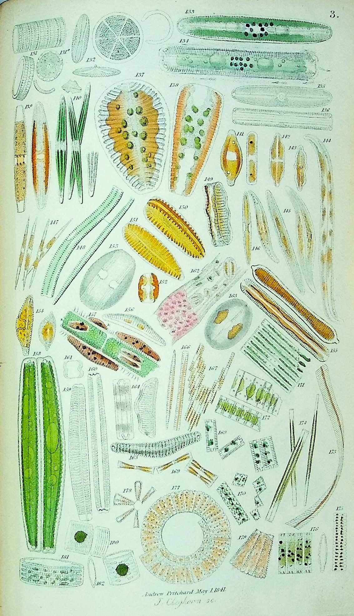 History of Infusorial Animalcules Living and Fossil
