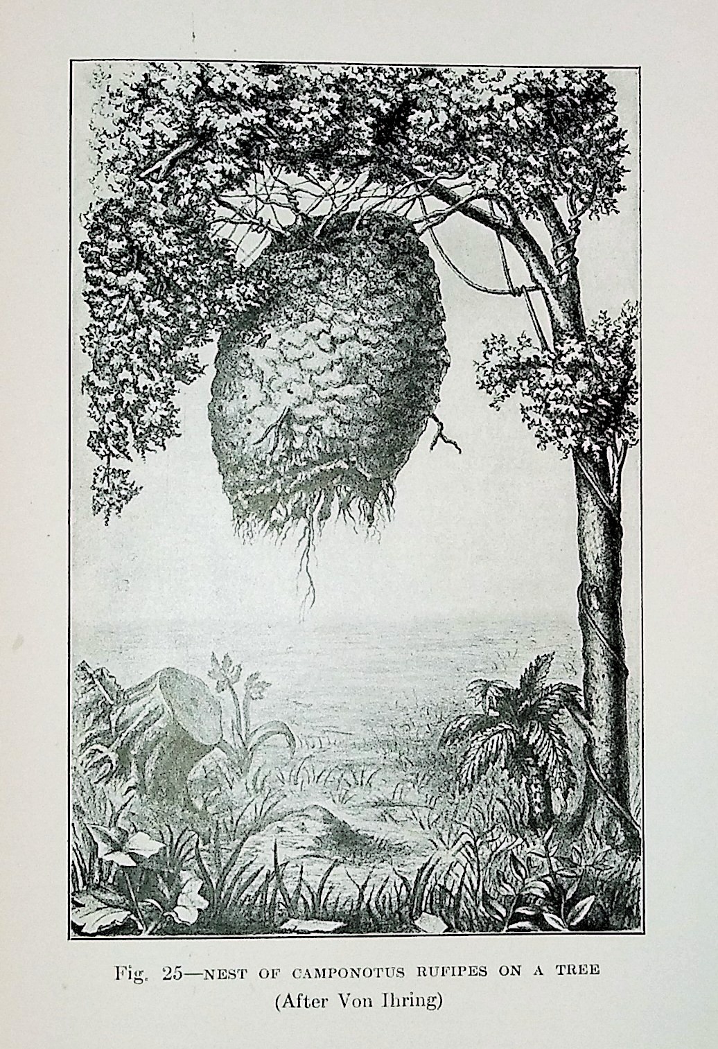 Ant Communities and How They are Governed: A Study in Natural Civics