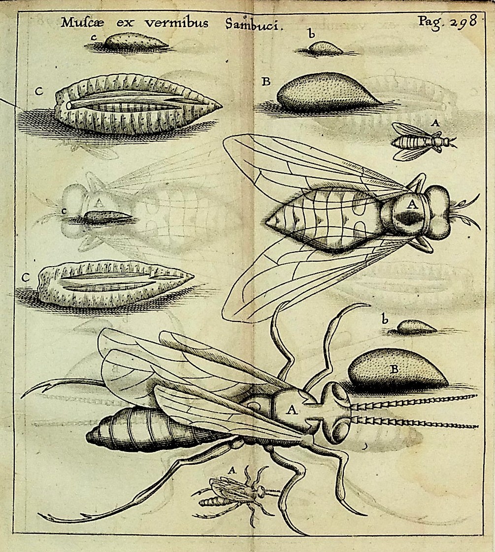 Experimenta Circa Generationem Insectorum [Experiments On the ...