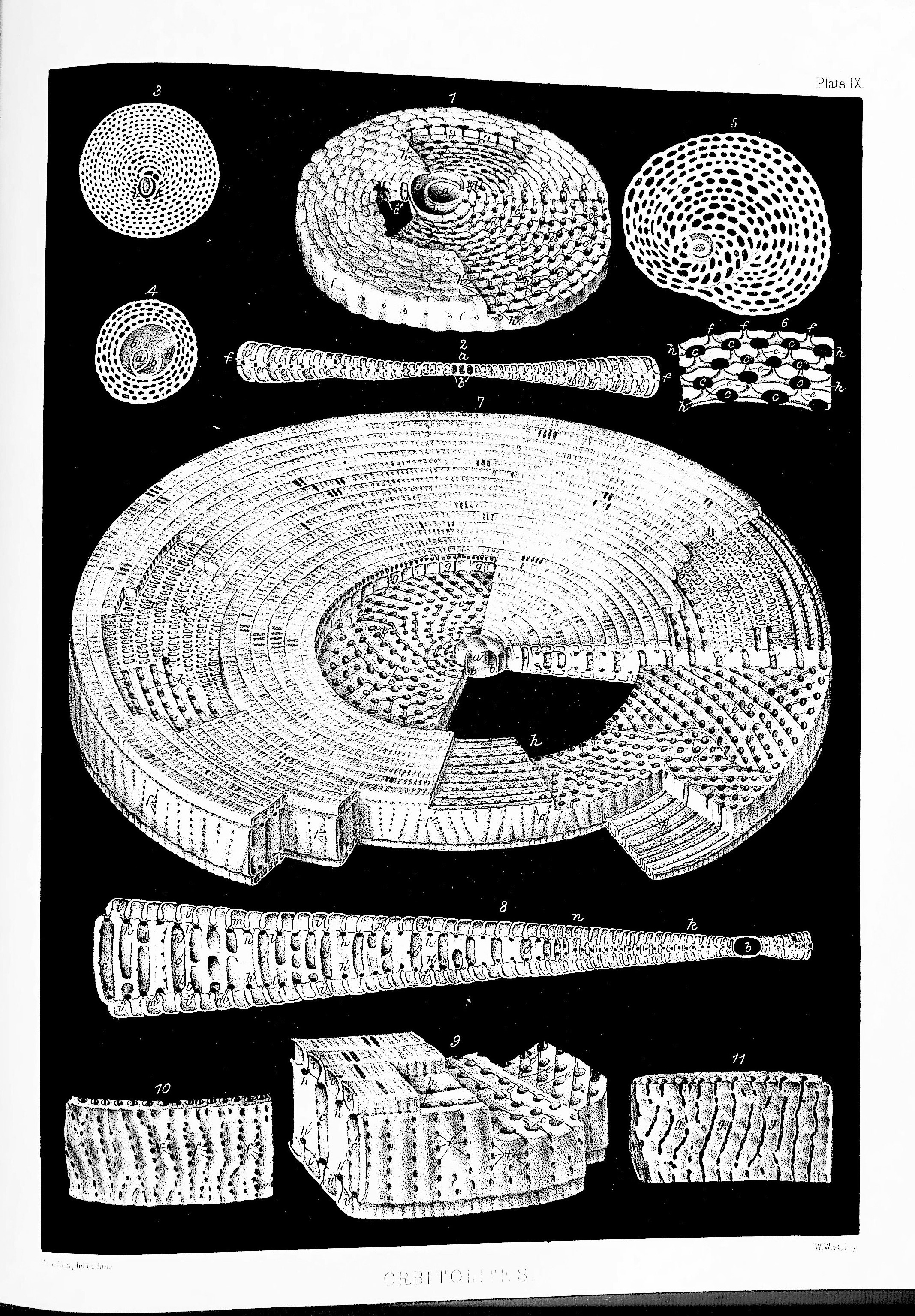 Introduction to the Study of the Foraminifera