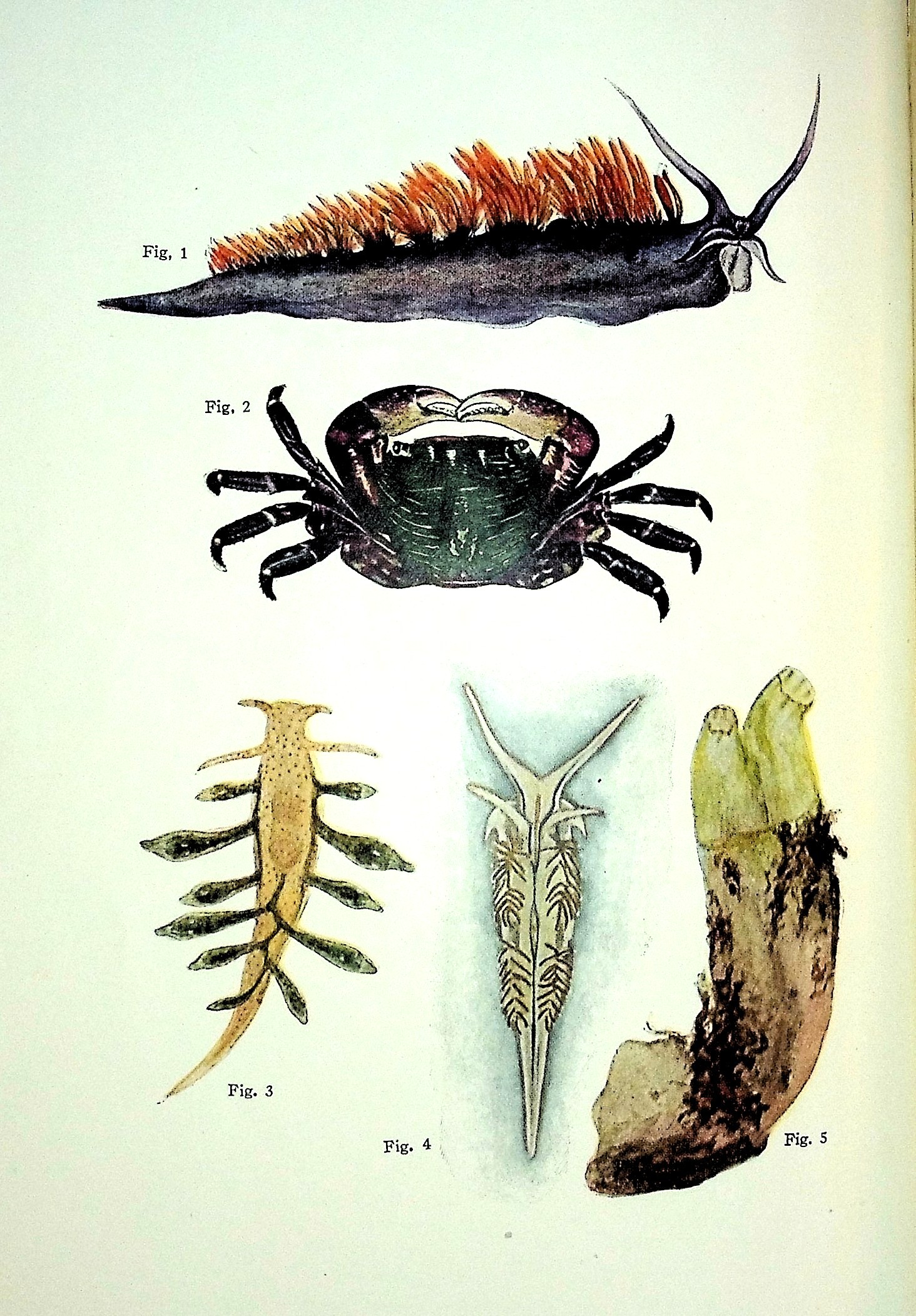 Seashore Animals of the Pacific Coast