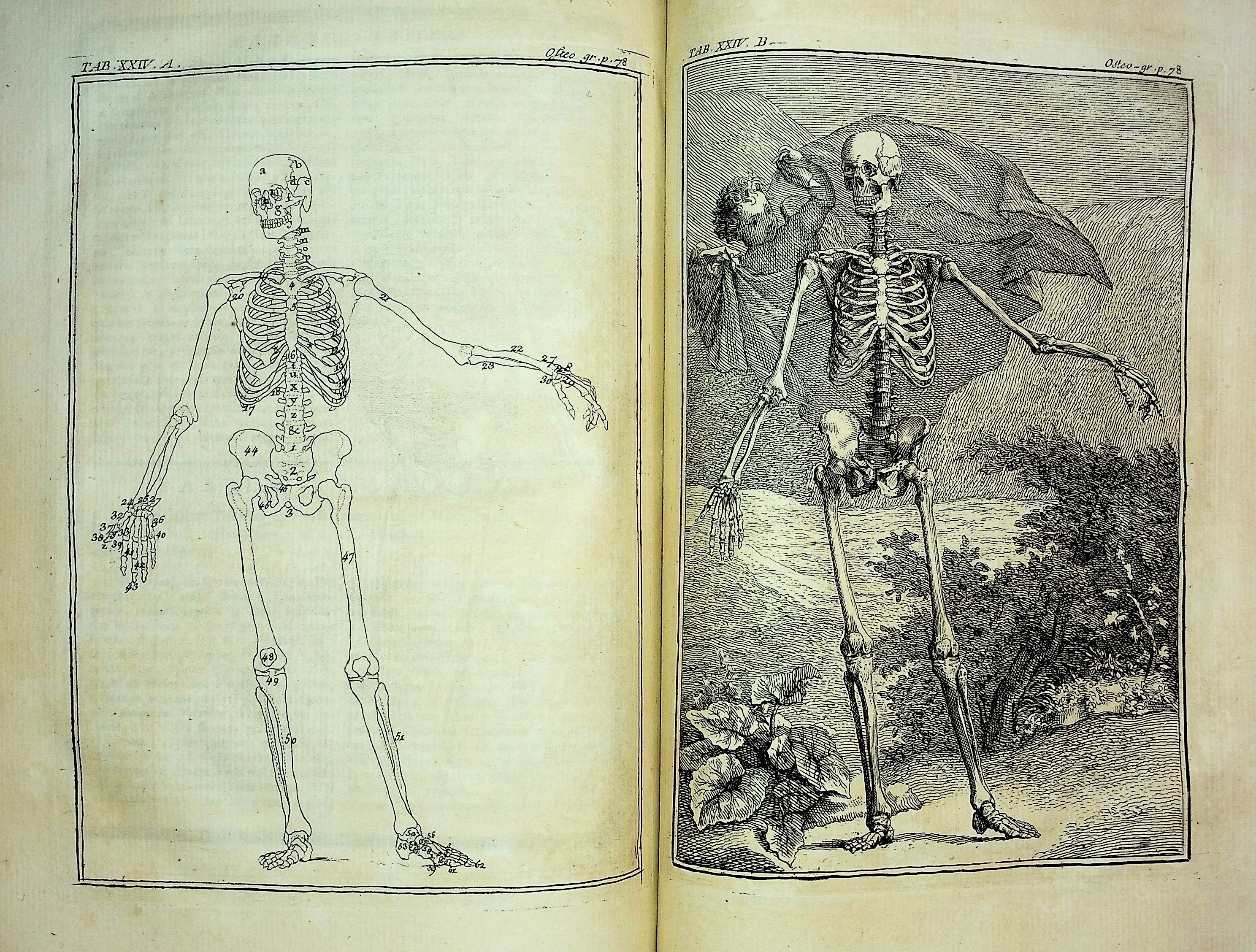 Osteo-Graphie, ou Description des Os de l'Adulte, du Foetus, &c. precedee d'Une Introduction a l'Etude des Parties Solides du Corps Humain
