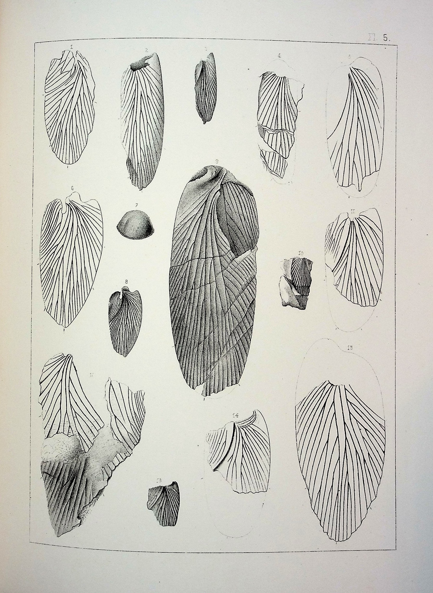 The Fossil Insects of North America With Notes on Some European Species. Vol. I The Pretertiary Insects of North America, including Critical Remarks on and Descriptions of Some European Forms; Vol. II The Tertiary Insects of North America