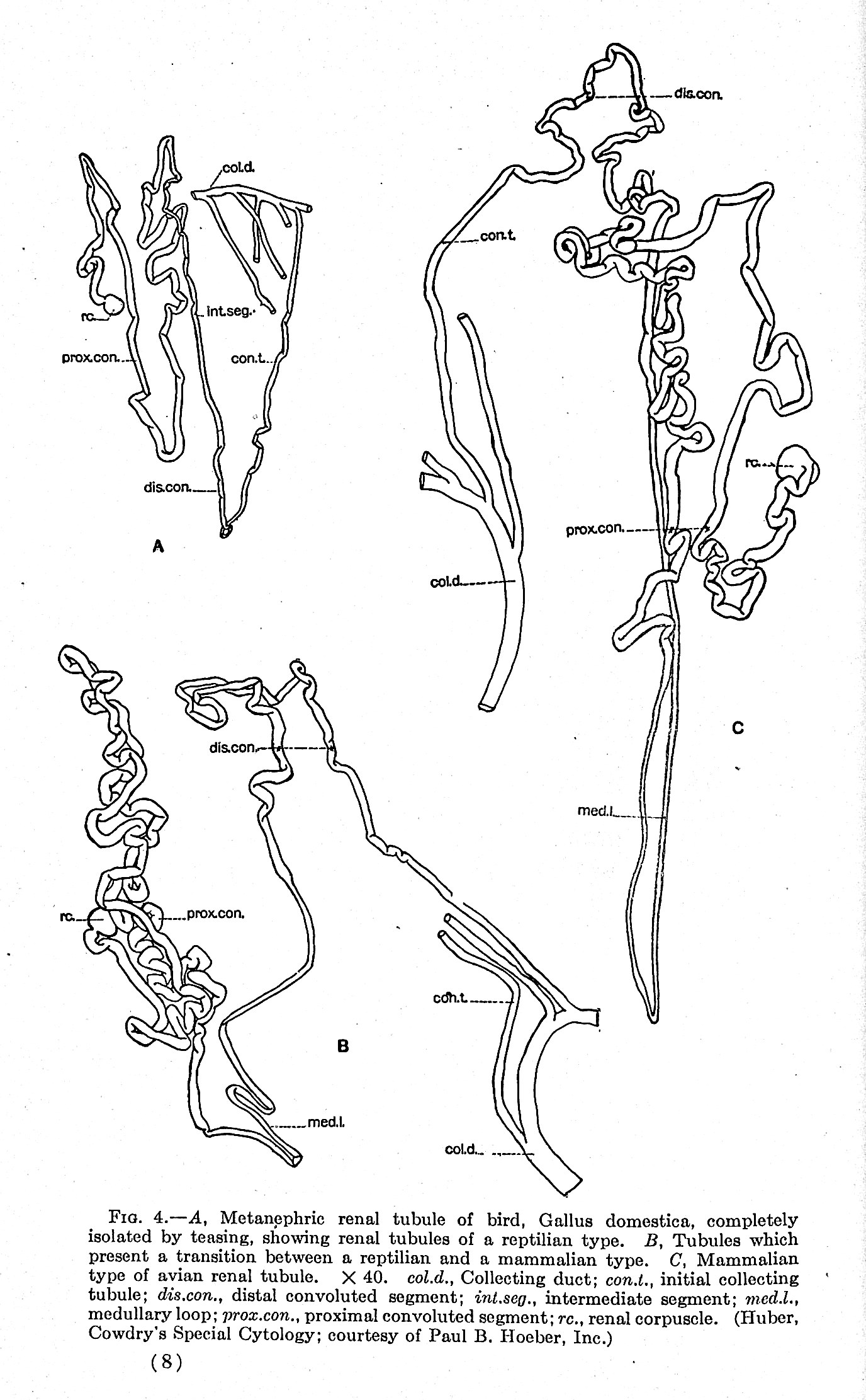 The Kidney in Health and Disease in Contributions by Eminent Authorities