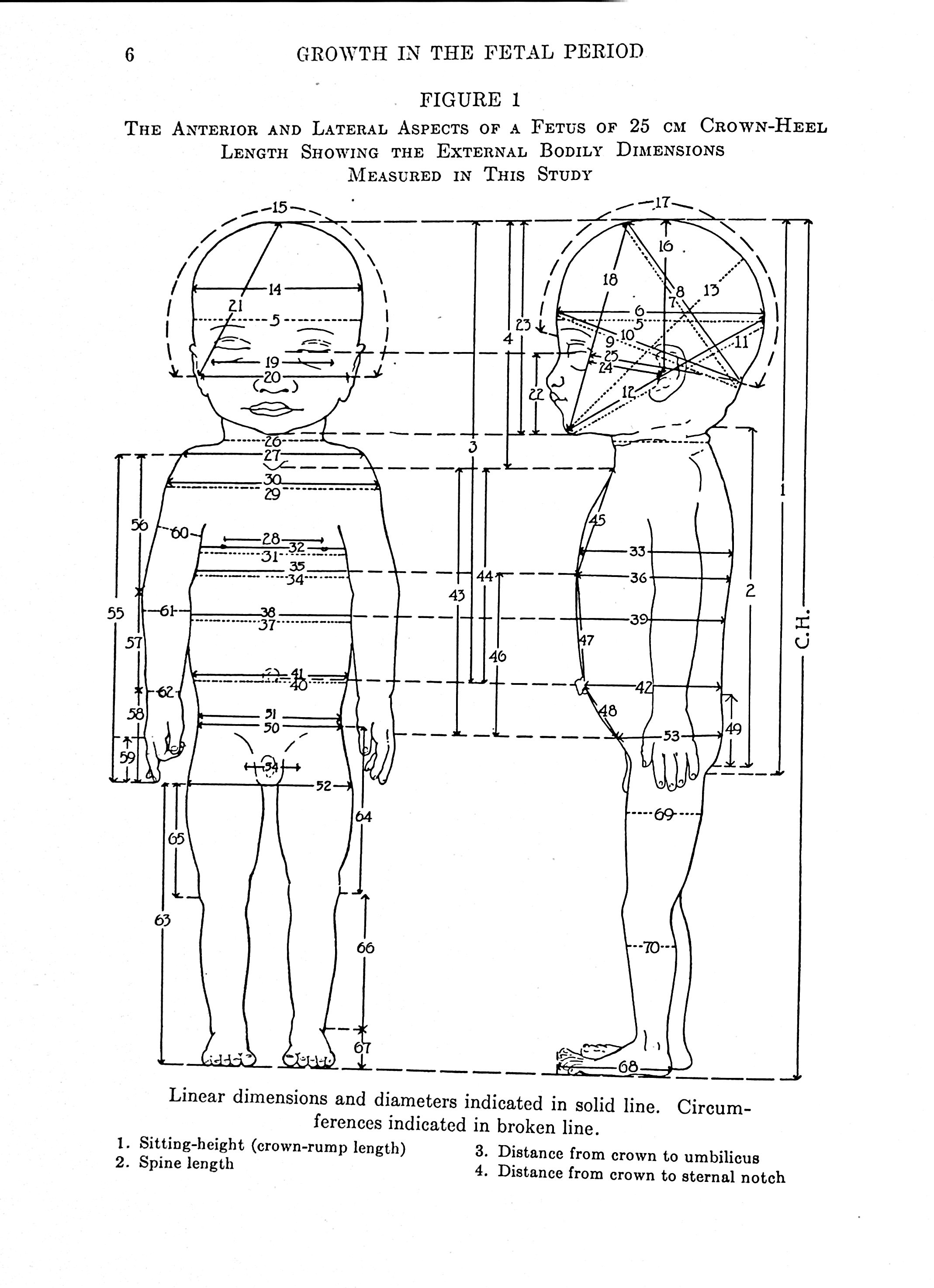The Development and Growth of the External Dimensions of the Human Body in the Fetal Period