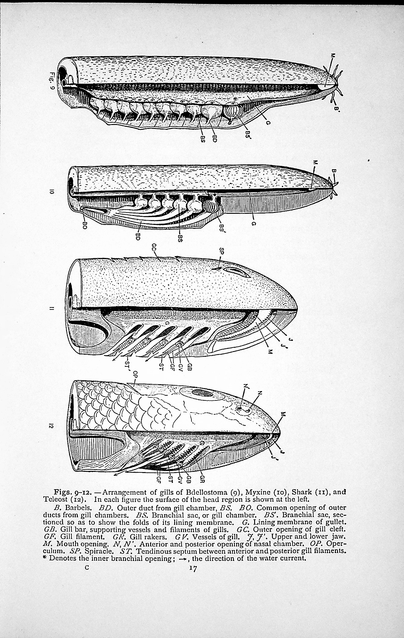 Fishes, Living and Fossil: An Outline of Their Forms and Probable Relationships