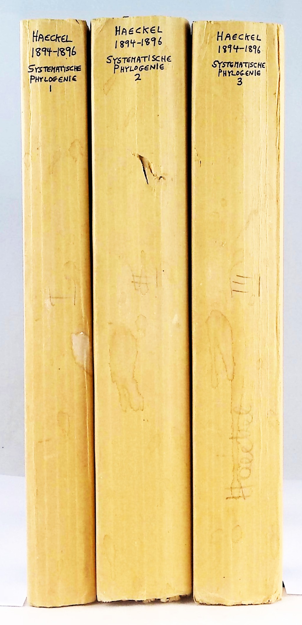 Systematische Phylogenie. Entwurf eines Natrlichen Systems der Organismen auf Grund ihrer Stammesgeschichte. Vol. 1. Systematische Phylogenie der Protisten und Pflanzen. Erster Theil des Entwurfs einer systematischen Stammesgeschichte; Vol. 2. Systematische Phylogenie der Wirbellosen Thiere. Zweiter