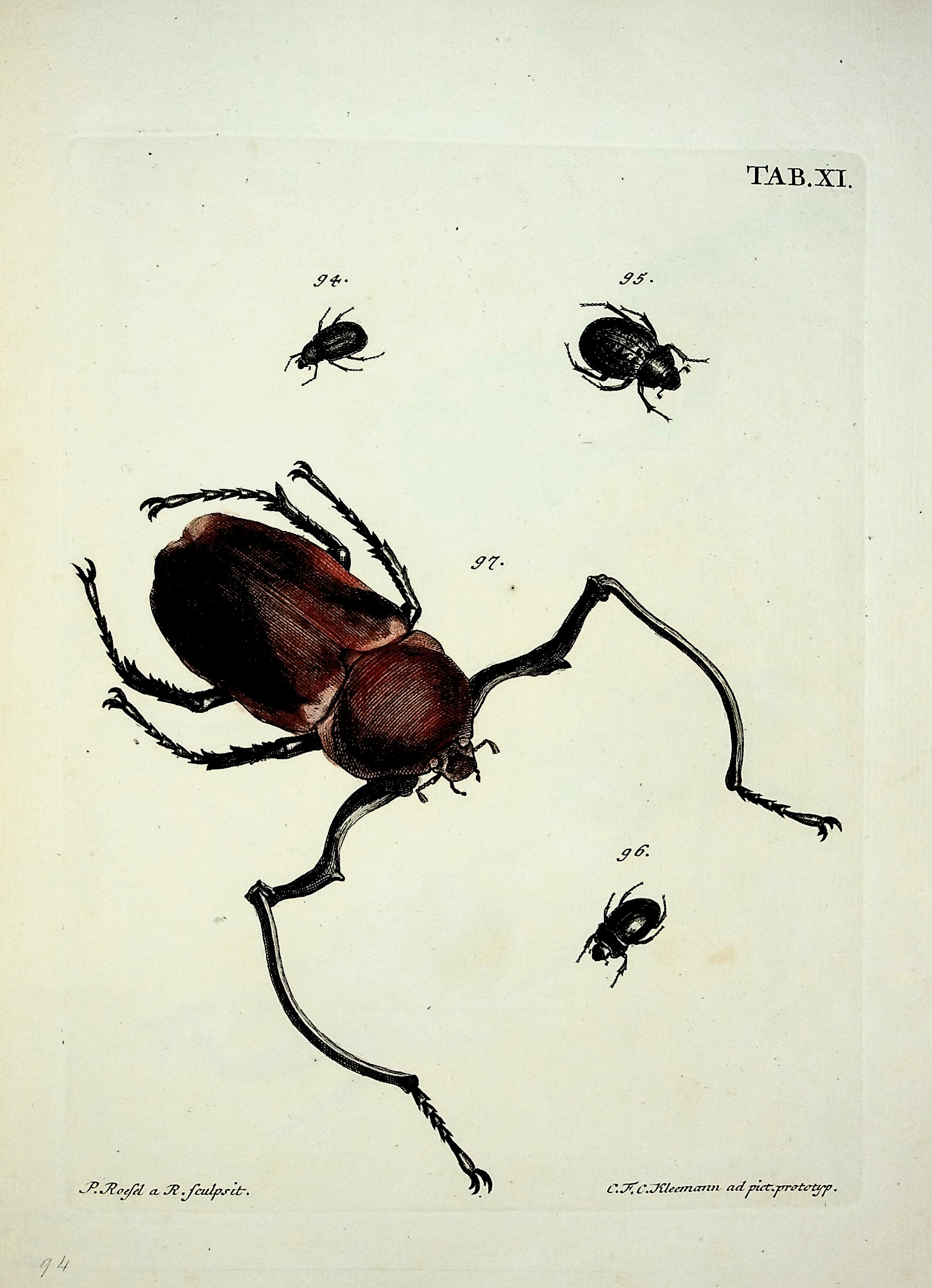 Catalogus Systematicus Coleopterorum