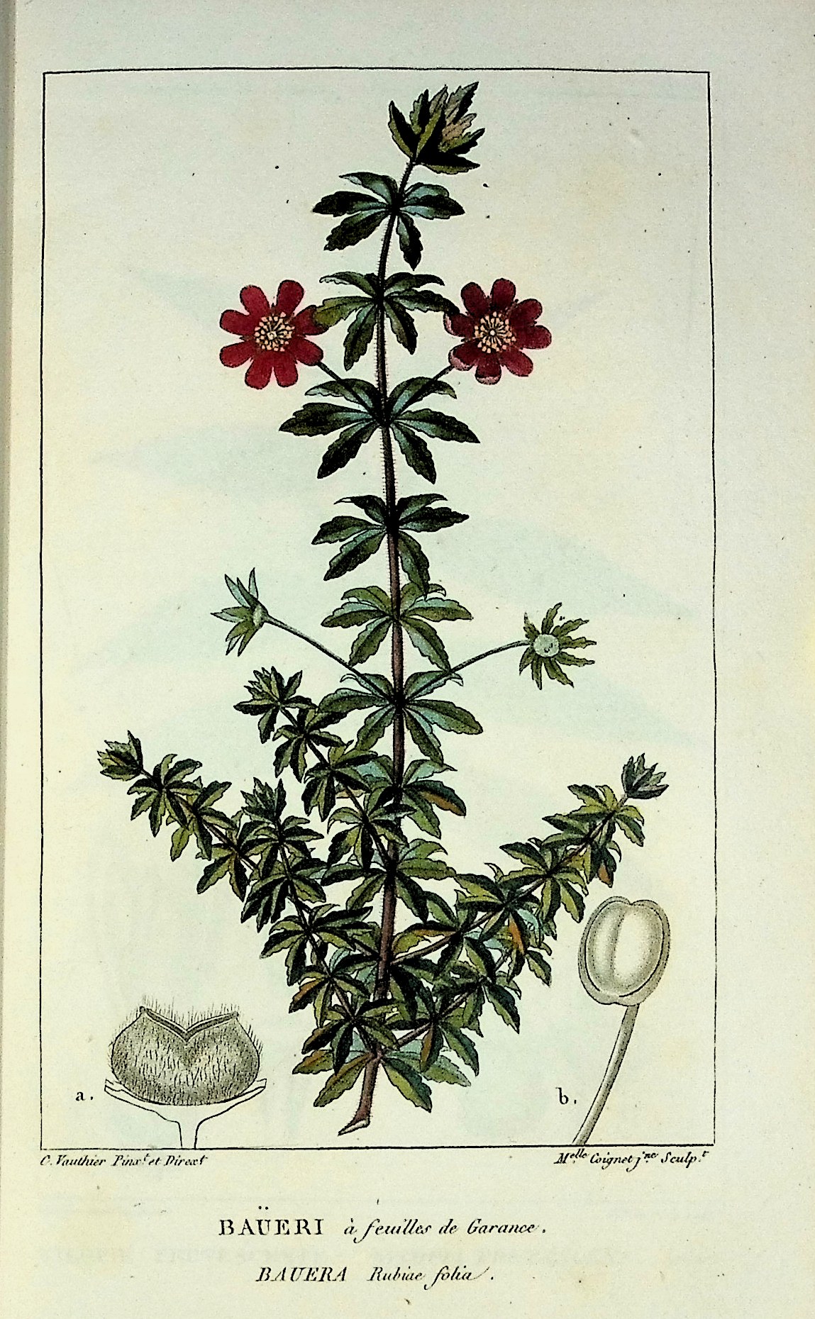 Image for Dictionnaire Classique d'Histoire Naturelle Dictionnaire Classique d'Histoire Naturelle