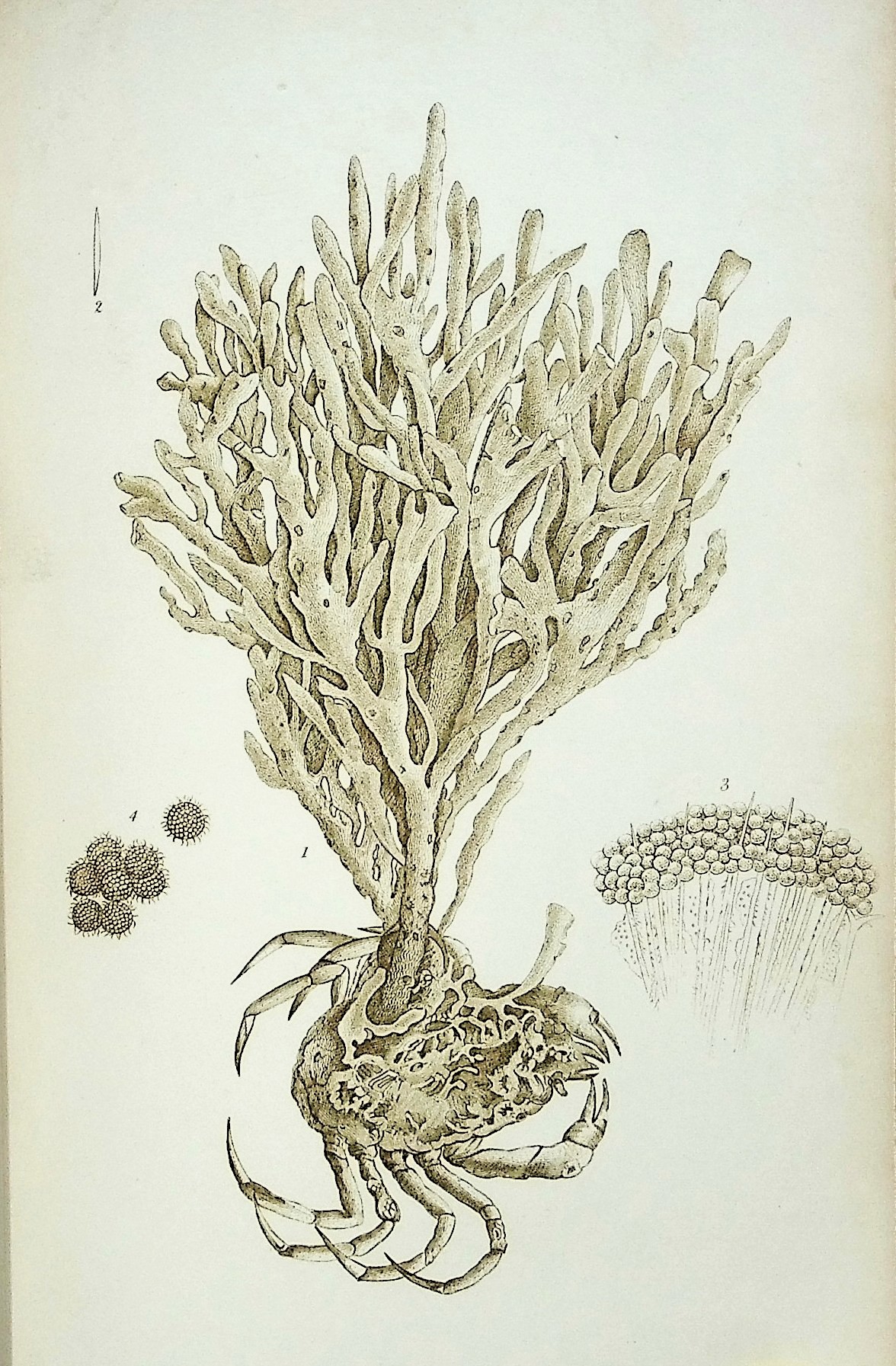 Image for A History of British Sponges and Lithophytes A History of British Sponges and Lithophytes