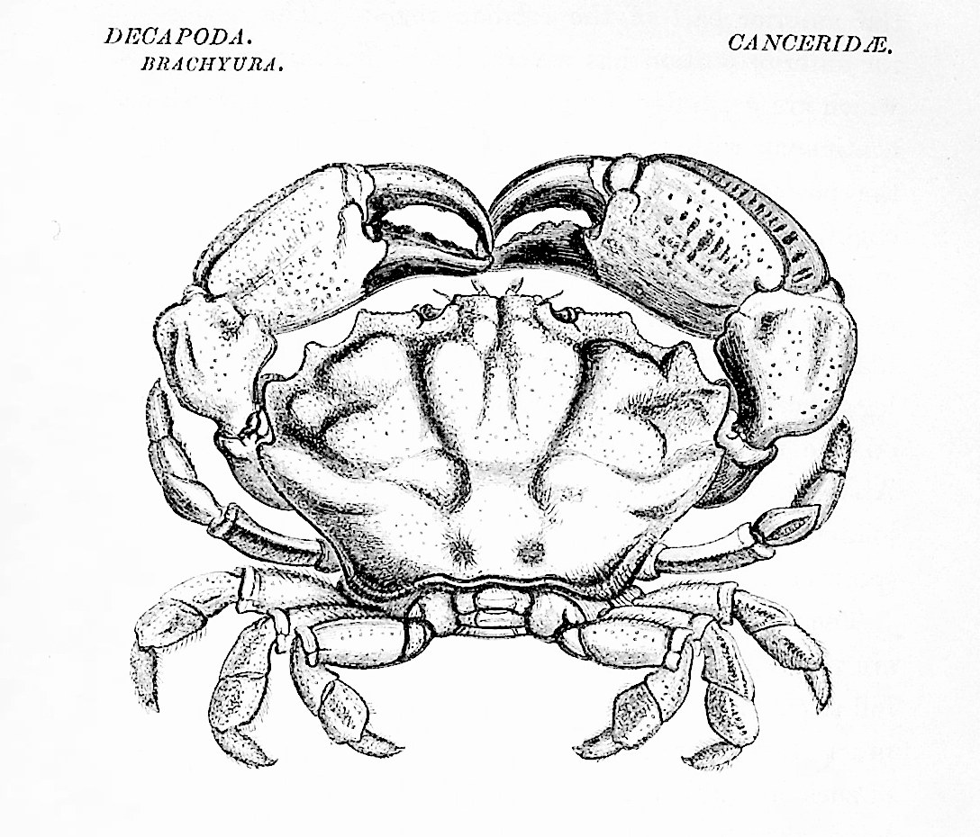 Image for A History of the British Stalk-Eyed Crustacea A History of the British Stalk-Eyed Crustacea