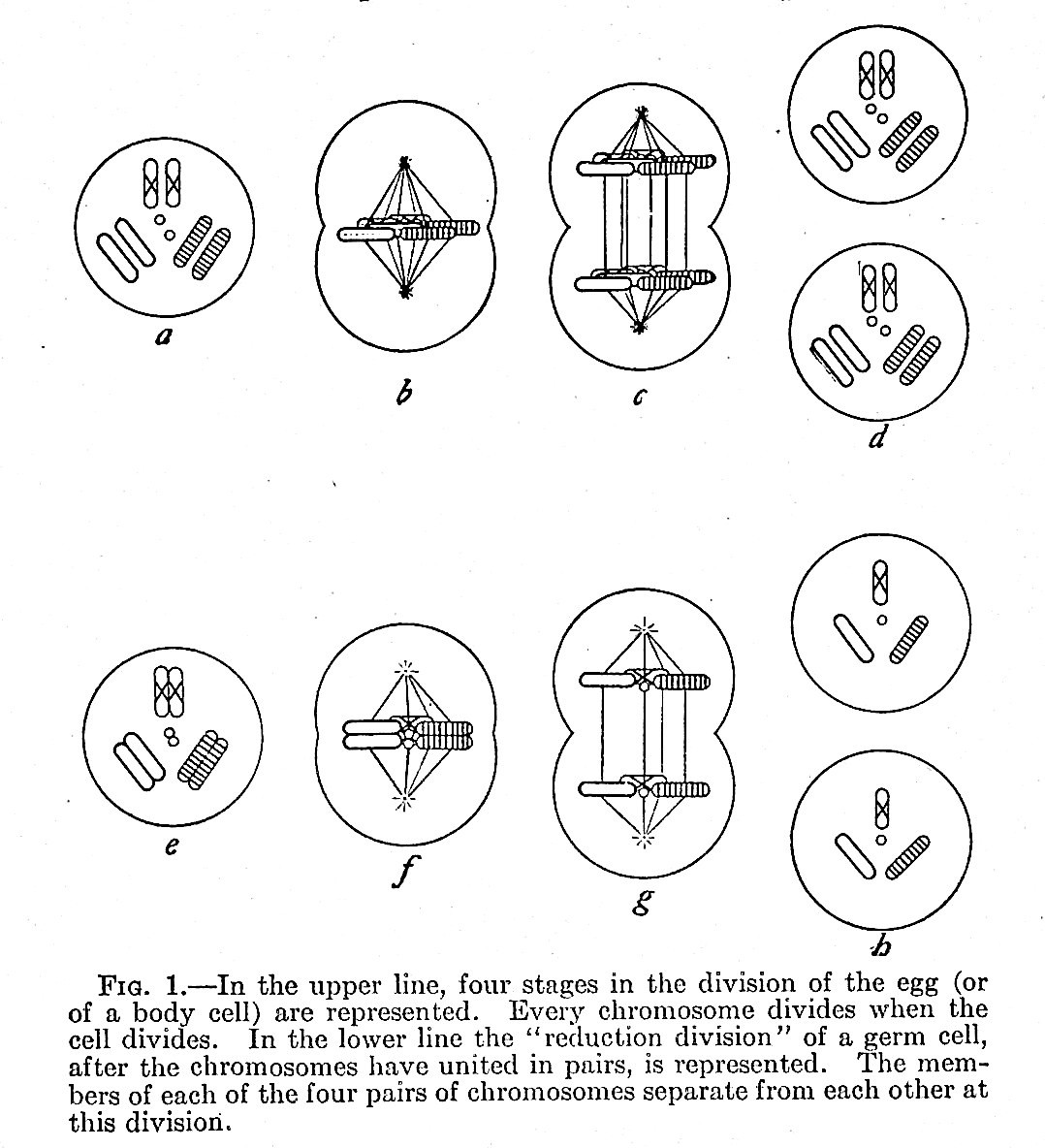 Image for The Mechanism of Mendelian Heredity The Mechanism of Mendelian Heredity