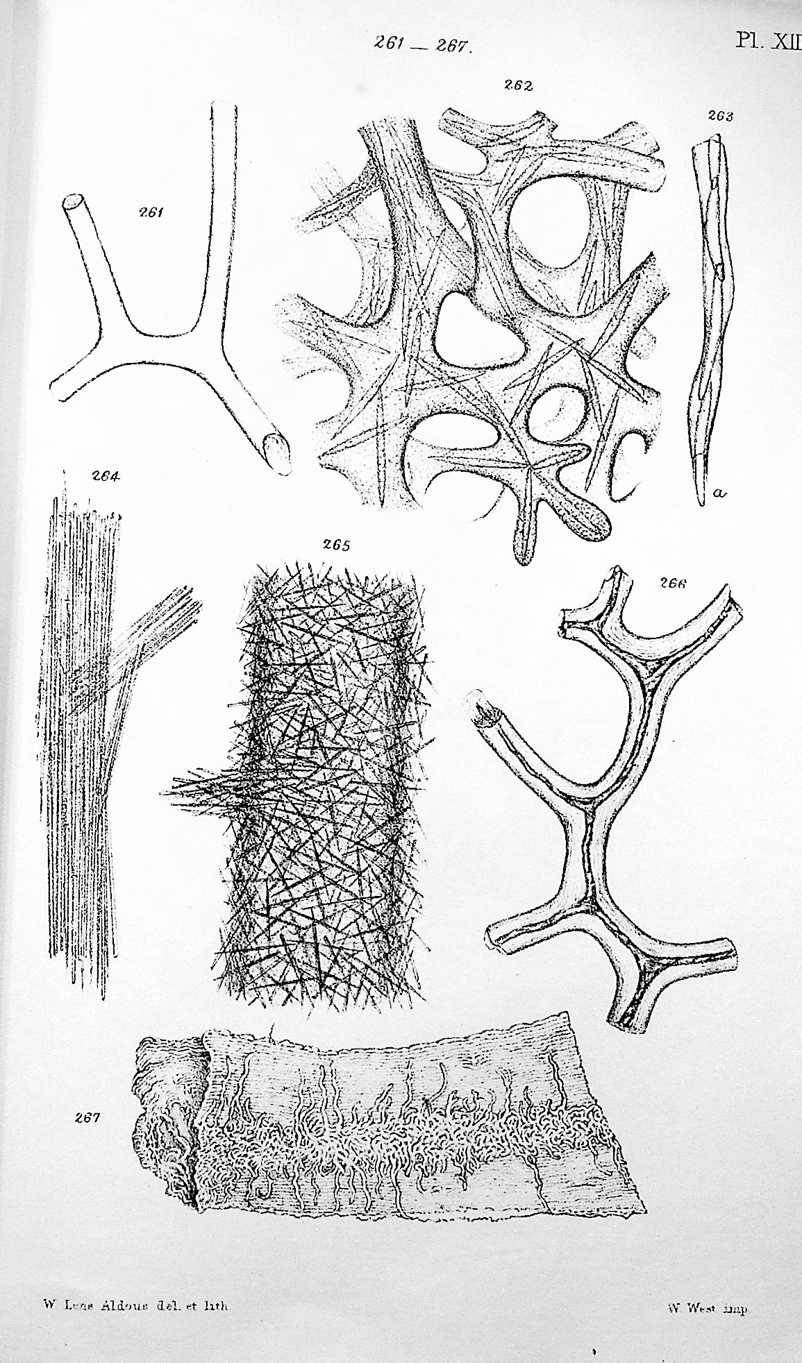 A Monograph of the British Spongiadae