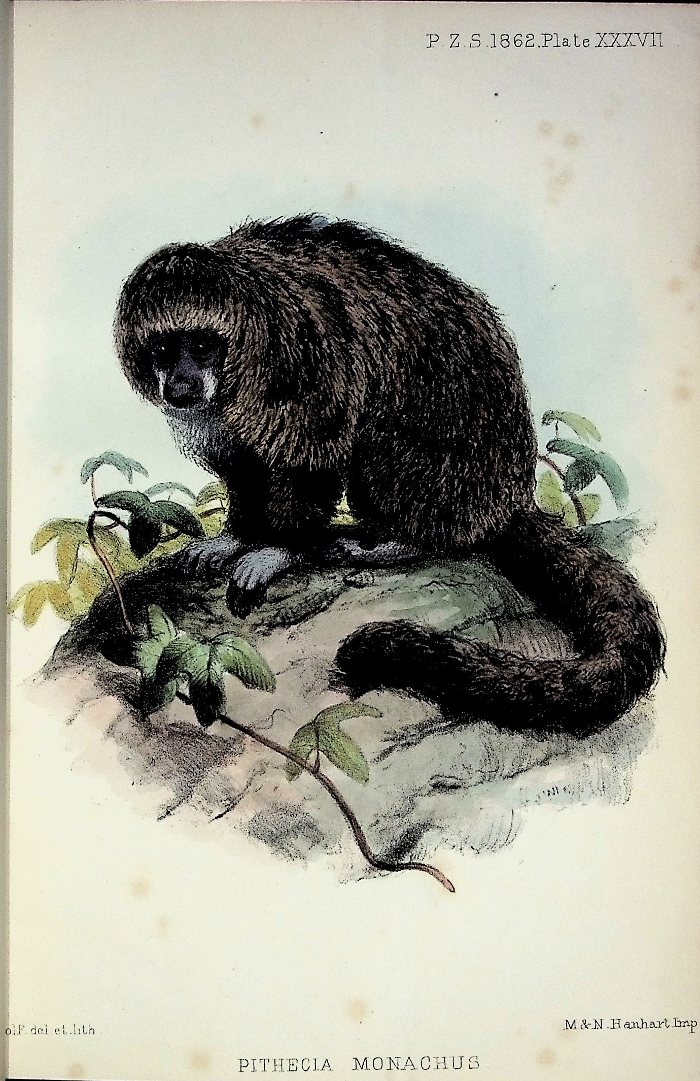 Papers by Doctors Murie, Mivart, Flower, Cobbold, Etc.