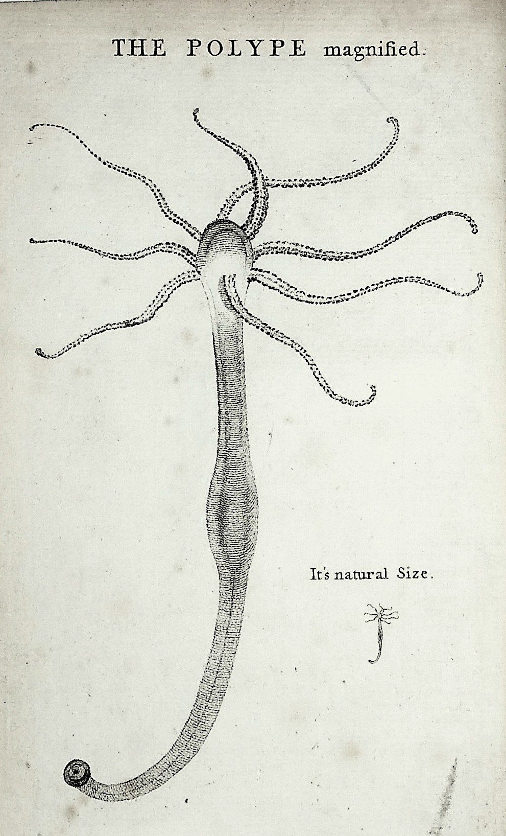 An Attempt towards a Natural History of the Polype