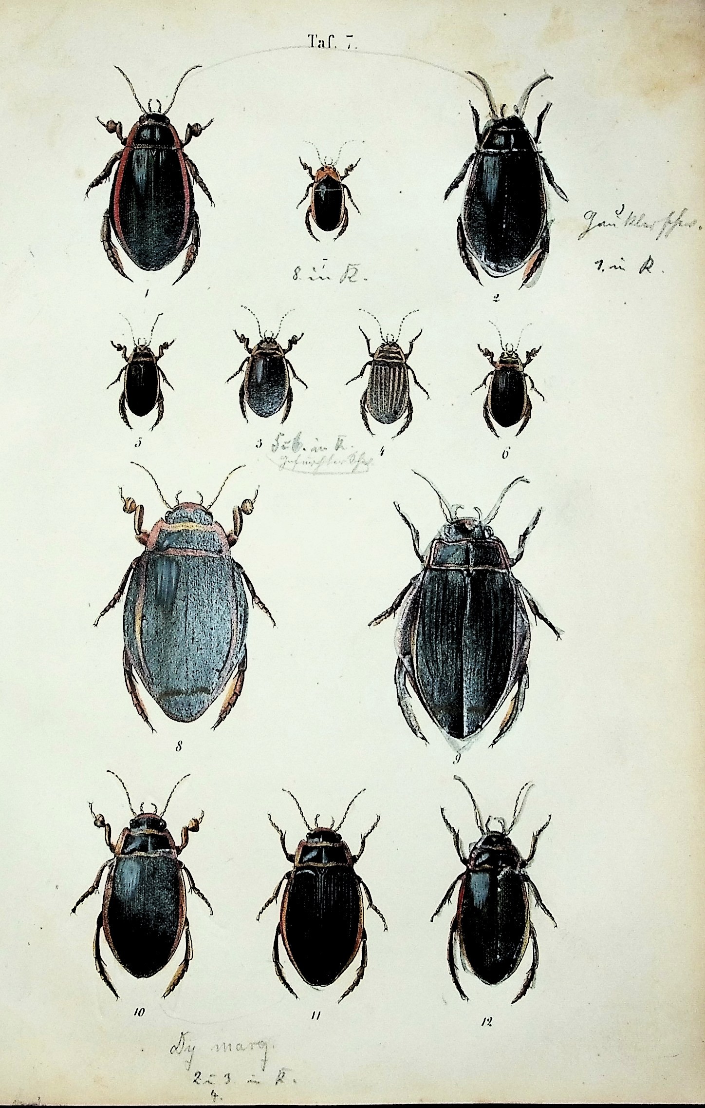 Kaferbuch. Allgemeine und Specielle Naturgeschichte der Kafer Europa's nebft der Unweifung sie zu Sammeln und aufzubewahren, mit 1 schwartzen und 48 colorirten Tafeln [Beetle Book. General and special natural history of the beetles of Europe, together with instructions on how to collect and preserve