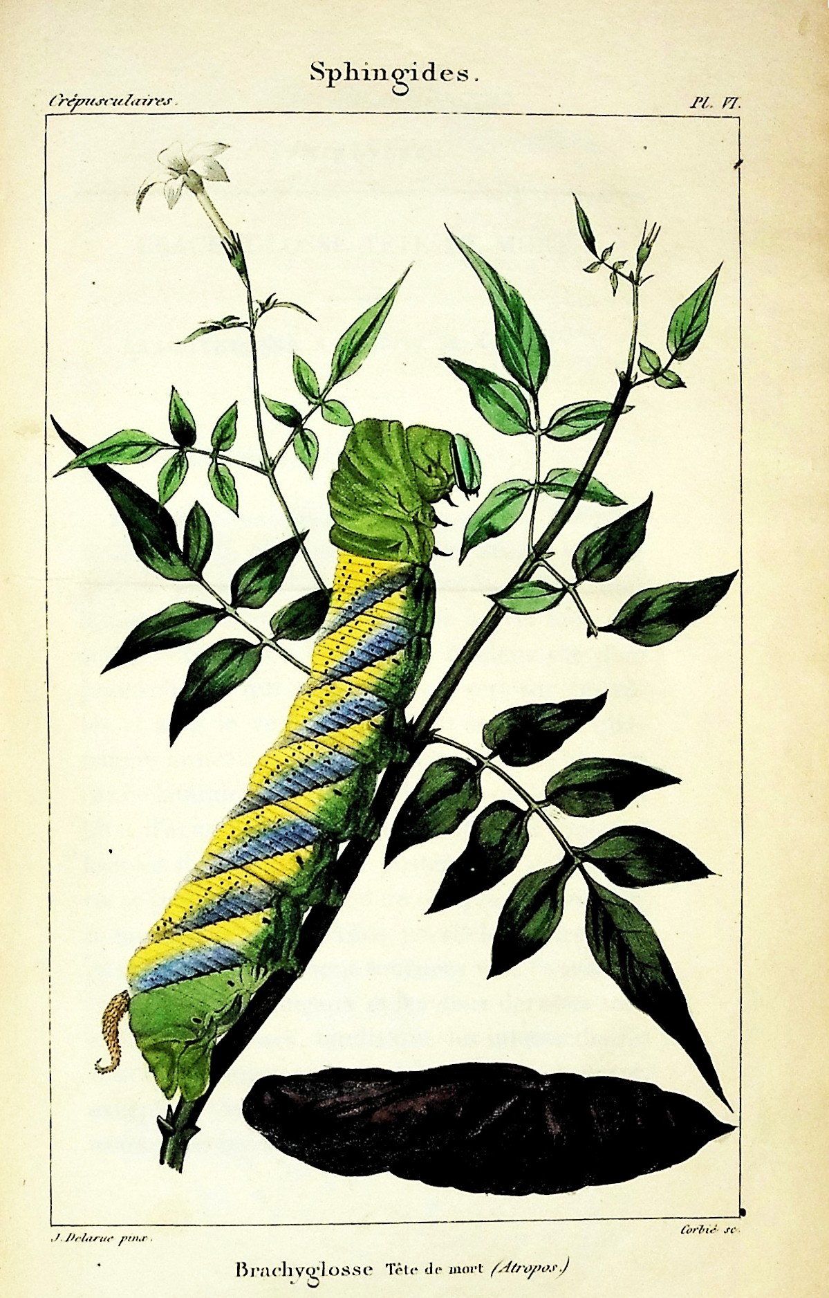 Iconographie et Histoire Naturelle desChenilles pour servir de complement a l'Histoire Naturelle des Lepidopteres ou Papillons de France
