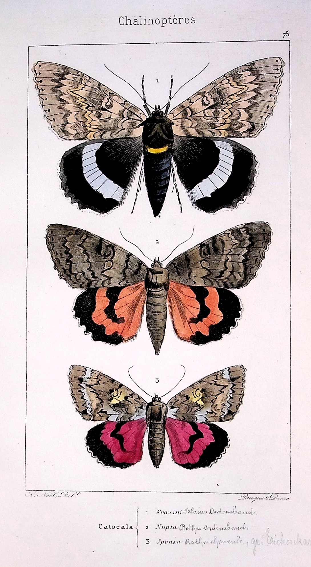 Histoire Naturelle des Lepidopteres dEurope
