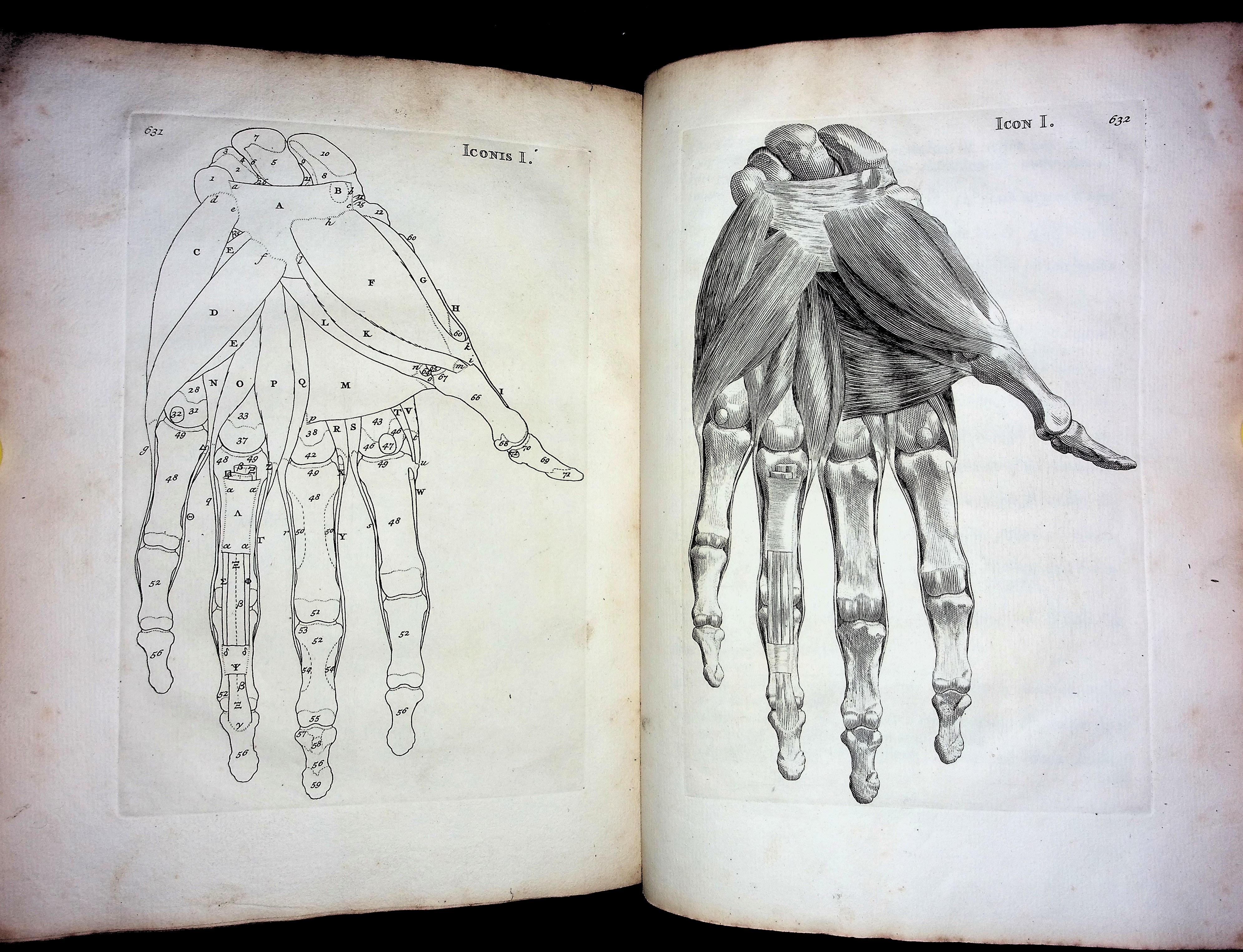 Historia Musculorum Hominis