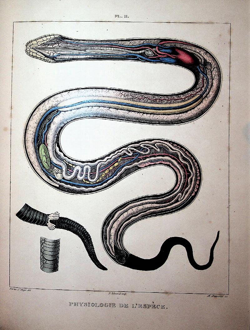 Image for Physiologie de l'Espece. Histoire de la Generation de l'Homme, precedee de l'Etude Comparative de Cette Fonction dans les Division Principales du Regne Animal