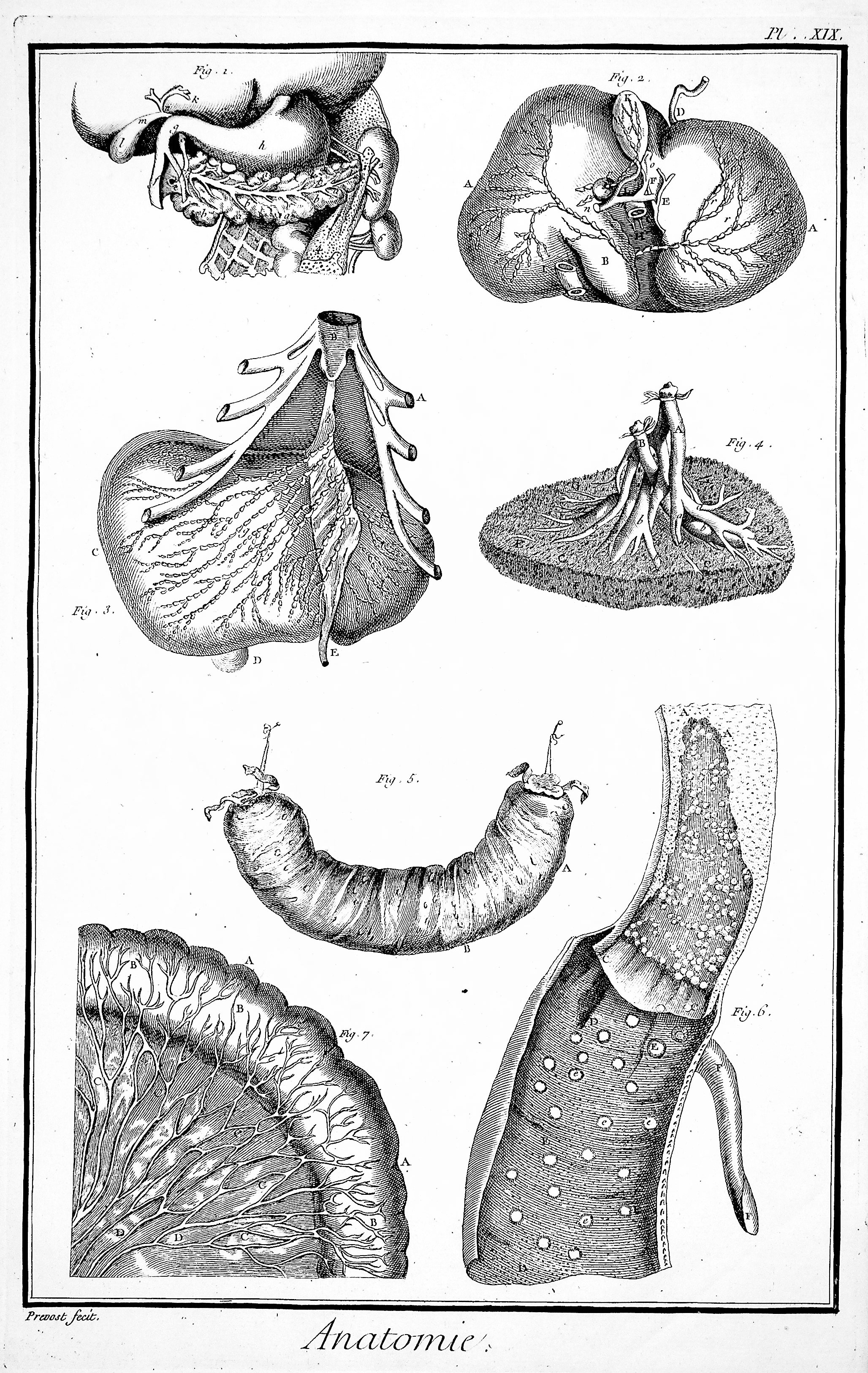 Image for Encyclopedie, Anatomie Plate XVIII. Some parts of the lower abdomen, after Haller; TOGETHER WITH Plate XIX. Parts of the stomach, the liver & neighboring parts, after Kulm
