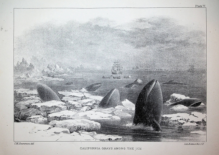 Image for The Marine Mammals of the North-Western Coast of North America, described and illustrated: together with an account of the American Whale-Fishery