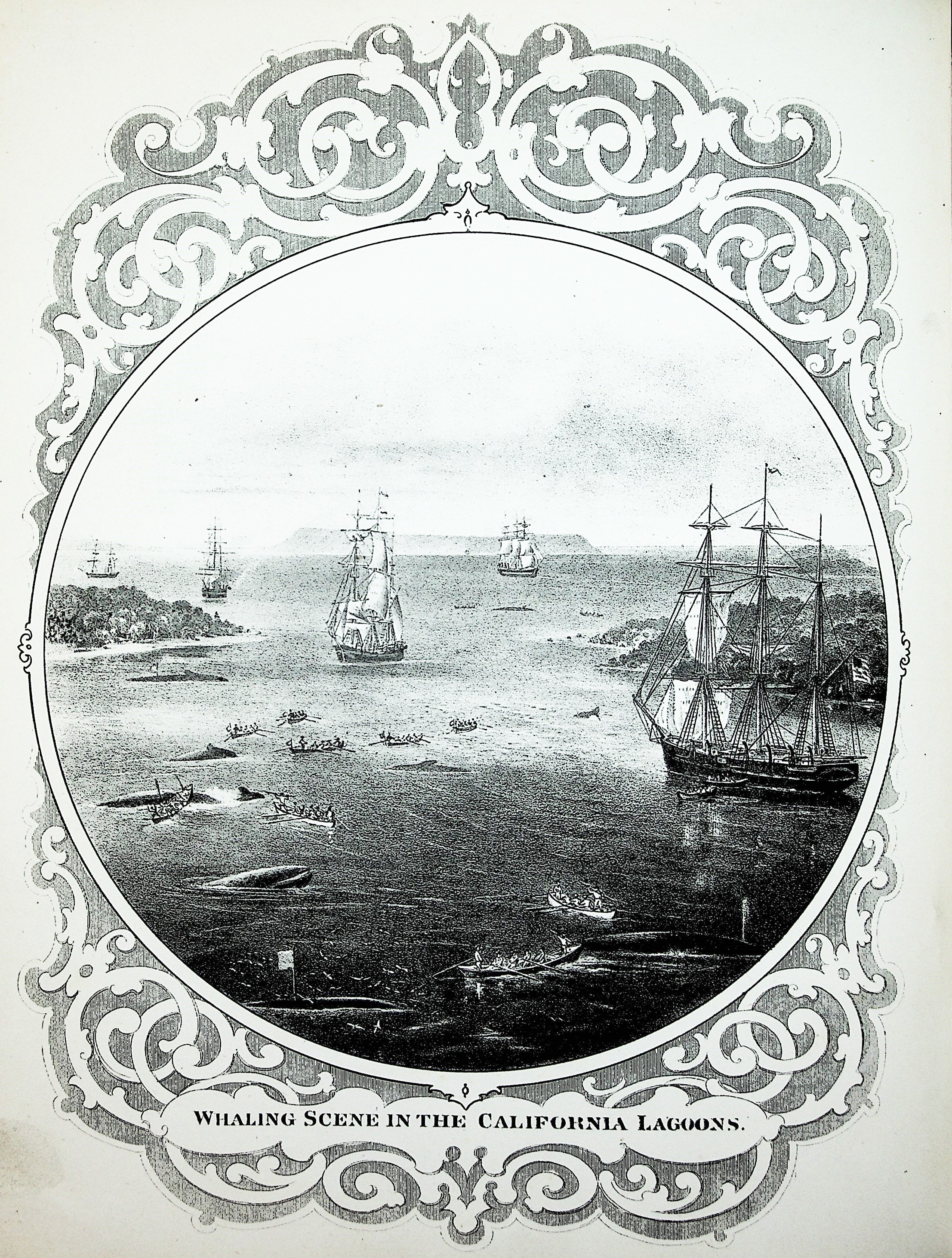 Image for The Marine Mammals of the North-Western Coast of North America, described and illustrated: together with an account of the American Whale-Fishery