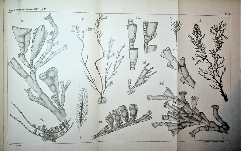 Image for Coelenterata Offprints