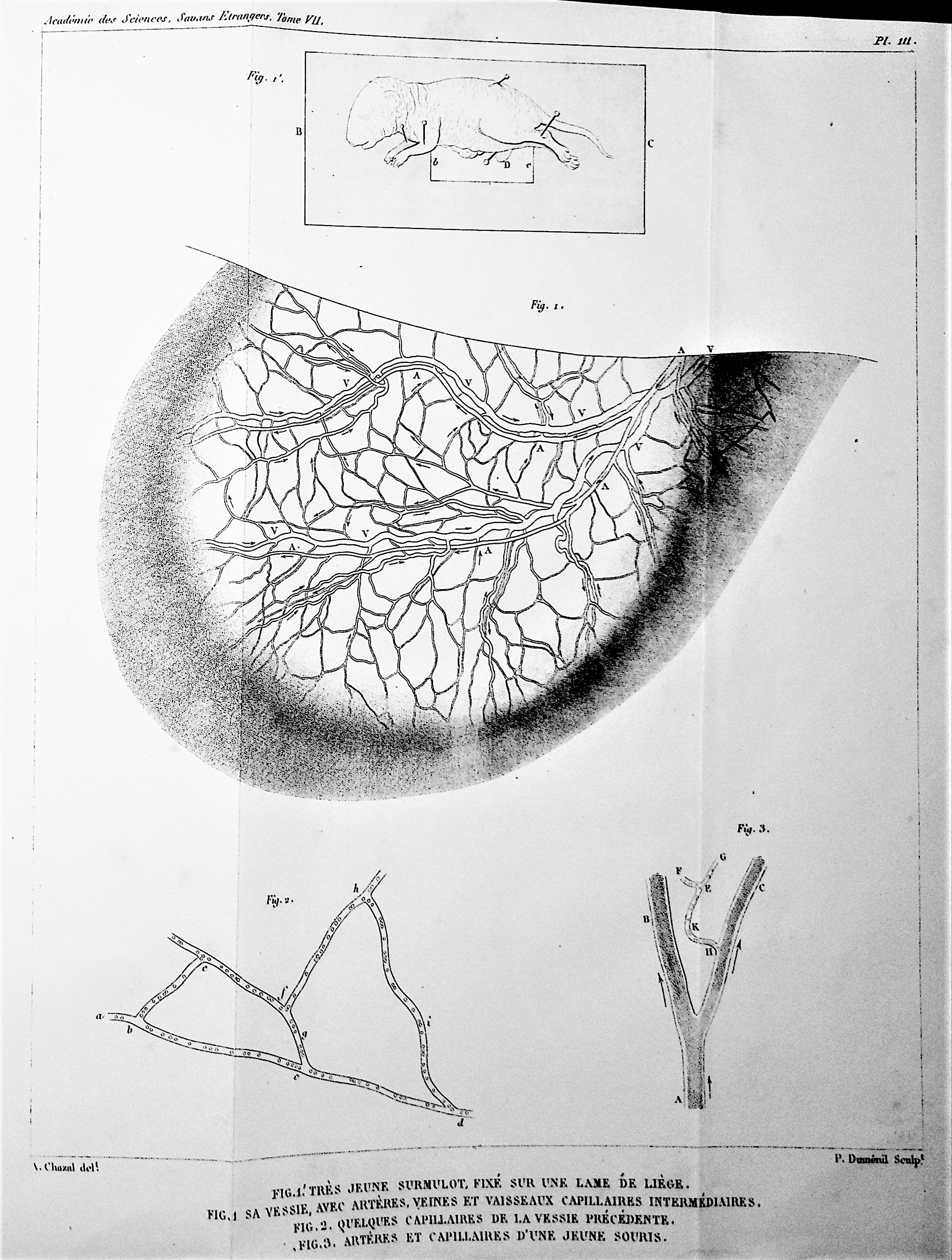 Recherches sur les Causes du Mouvement du Sang dans les Vaisseaux