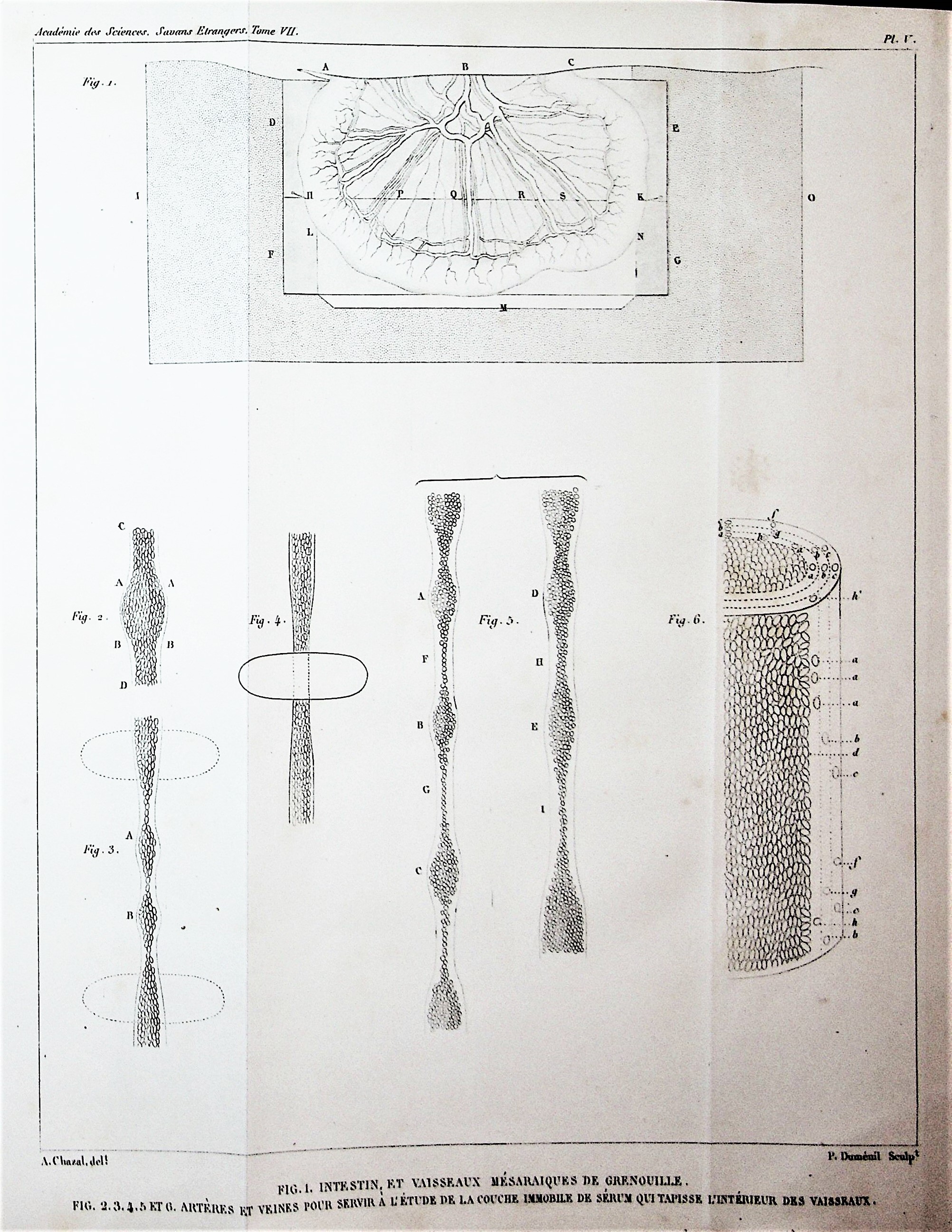 Recherches sur les Causes du Mouvement du Sang dans les Vaisseaux