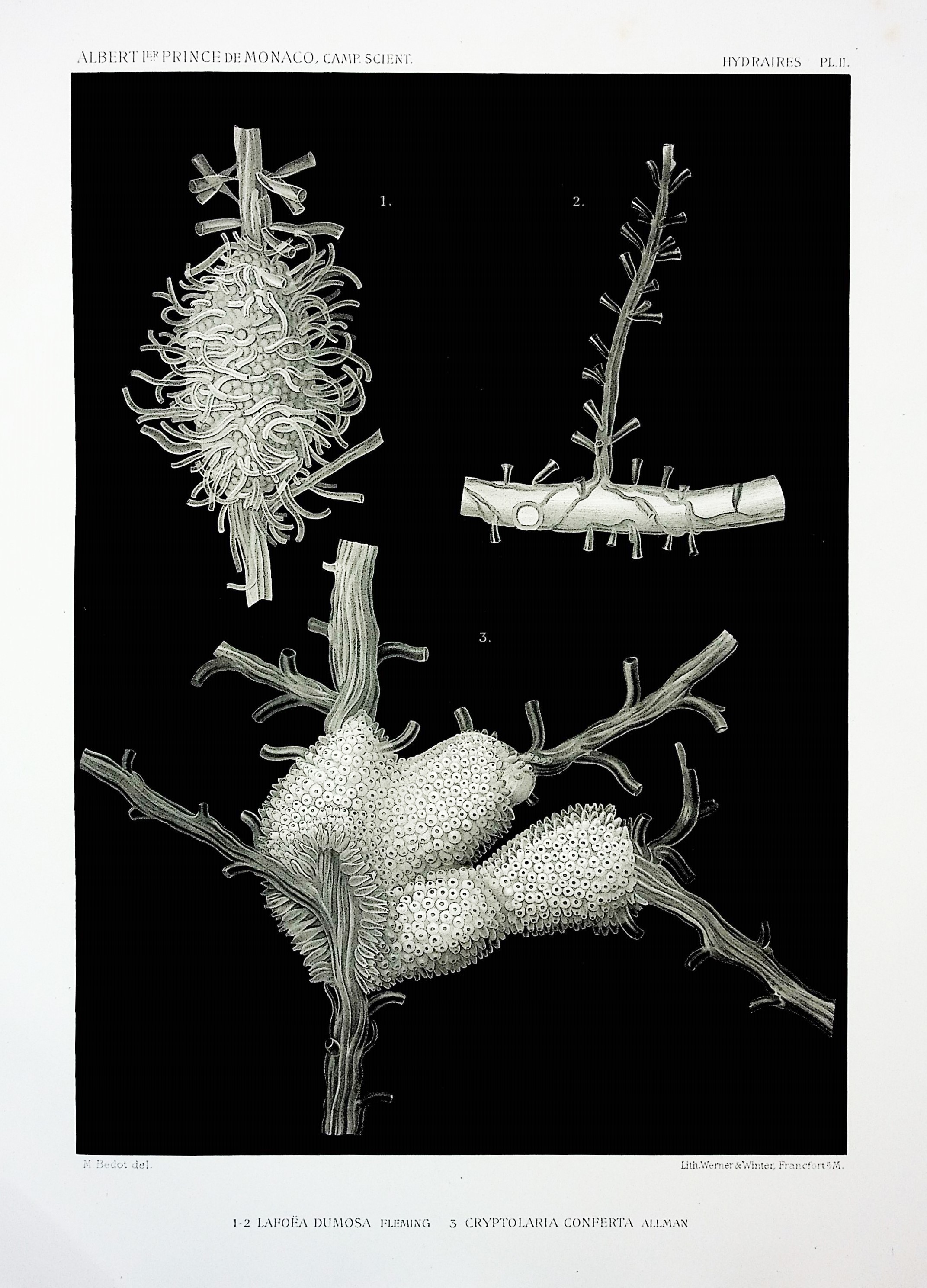 Image for Hydraires provenant des campagnes de l'Hirondelle (1886-1888); Fascicule XVIII, Resultats des Campagnes Sceintifiques Accomplis sur son Yacht par Albert 1er Prince Souverain de Monaco